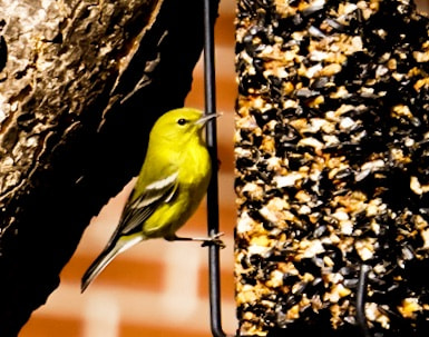 Sony a6300 + Sony E 55-210mm F4.5-6.3 OSS sample photo. Yellow finch photography