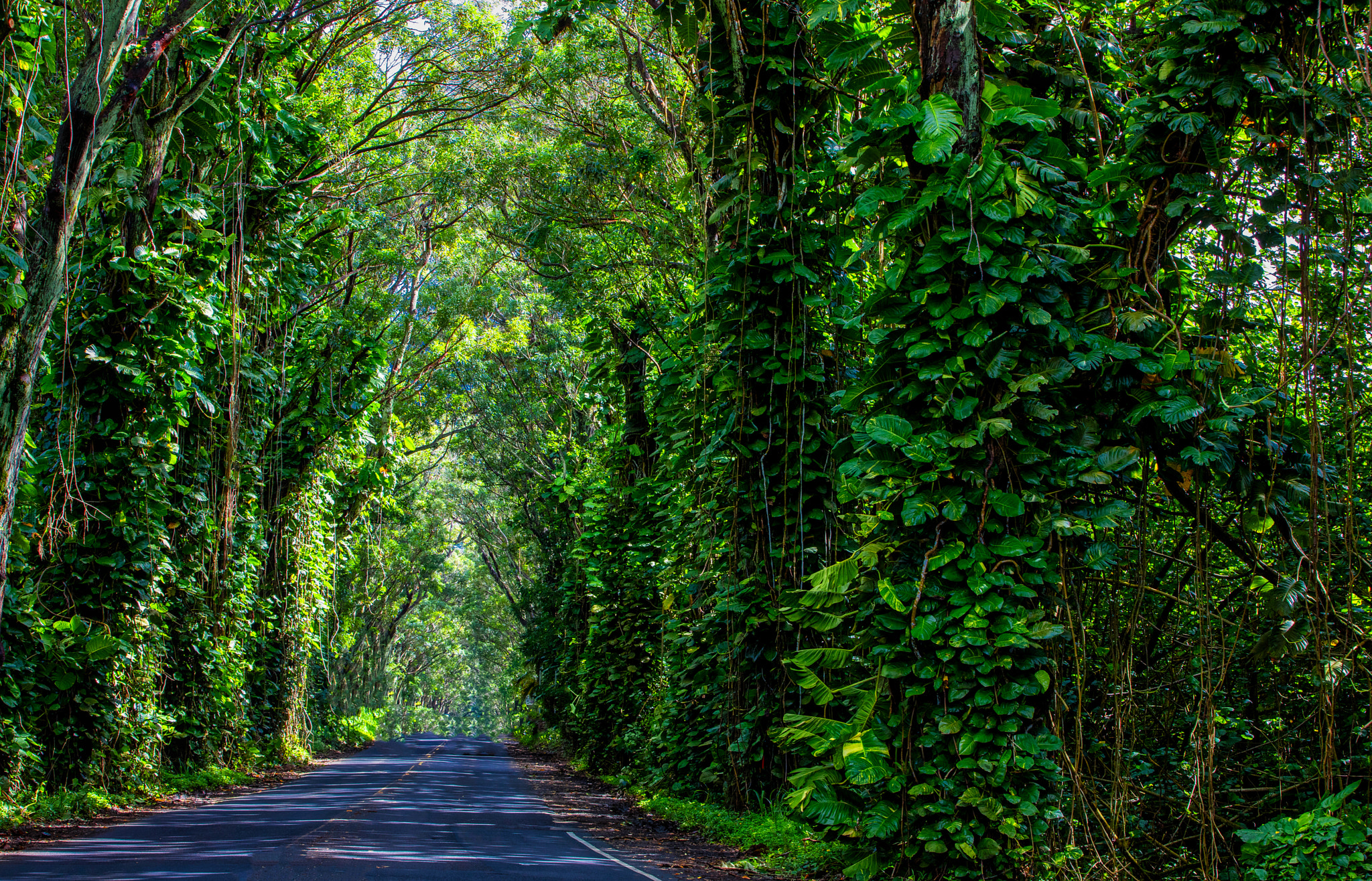 Canon EOS 5DS sample photo. Kauai forest tunnel photography
