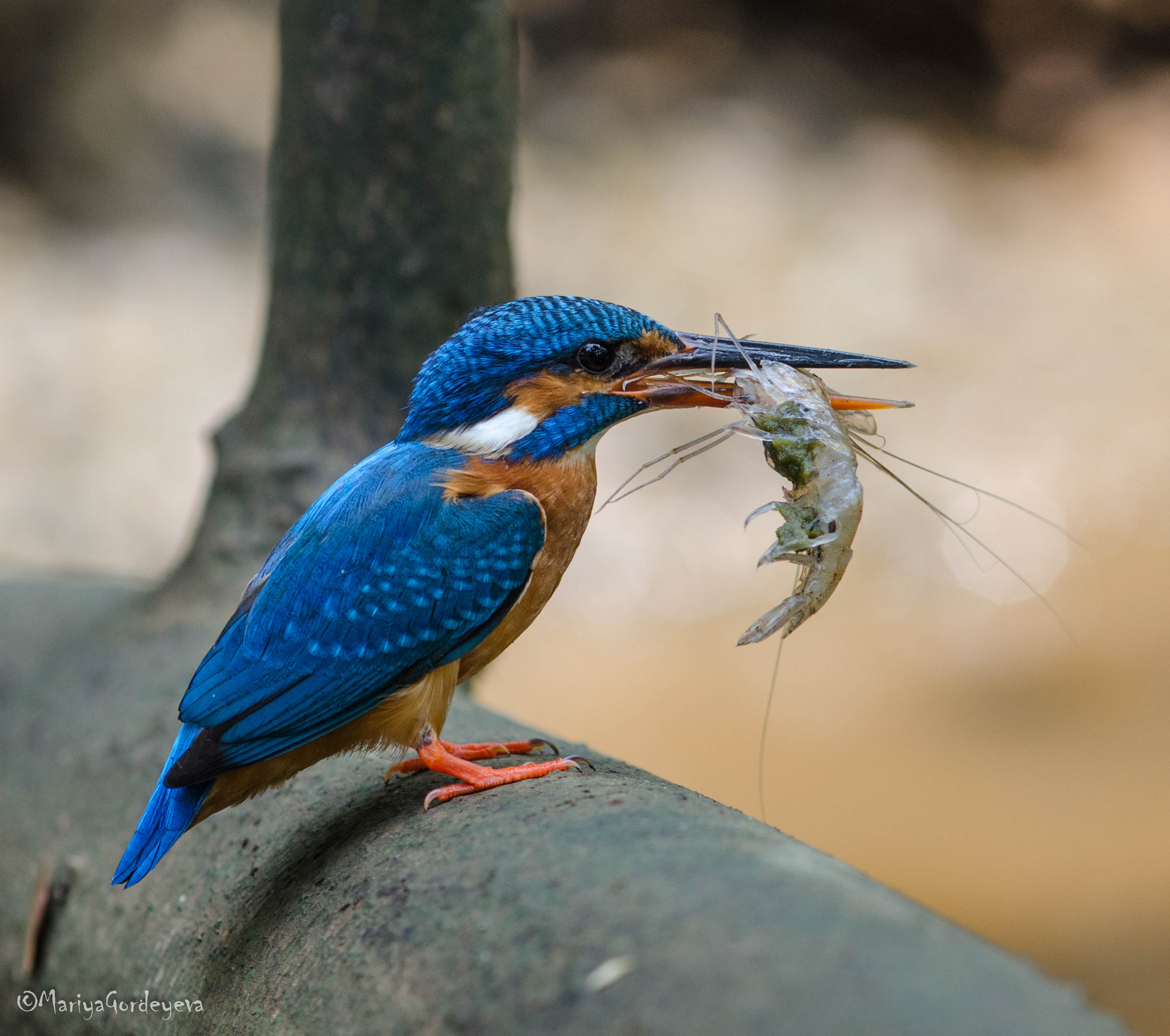 Nikon AF-Nikkor 80-200mm F2.8D ED sample photo. Kingfisher photography