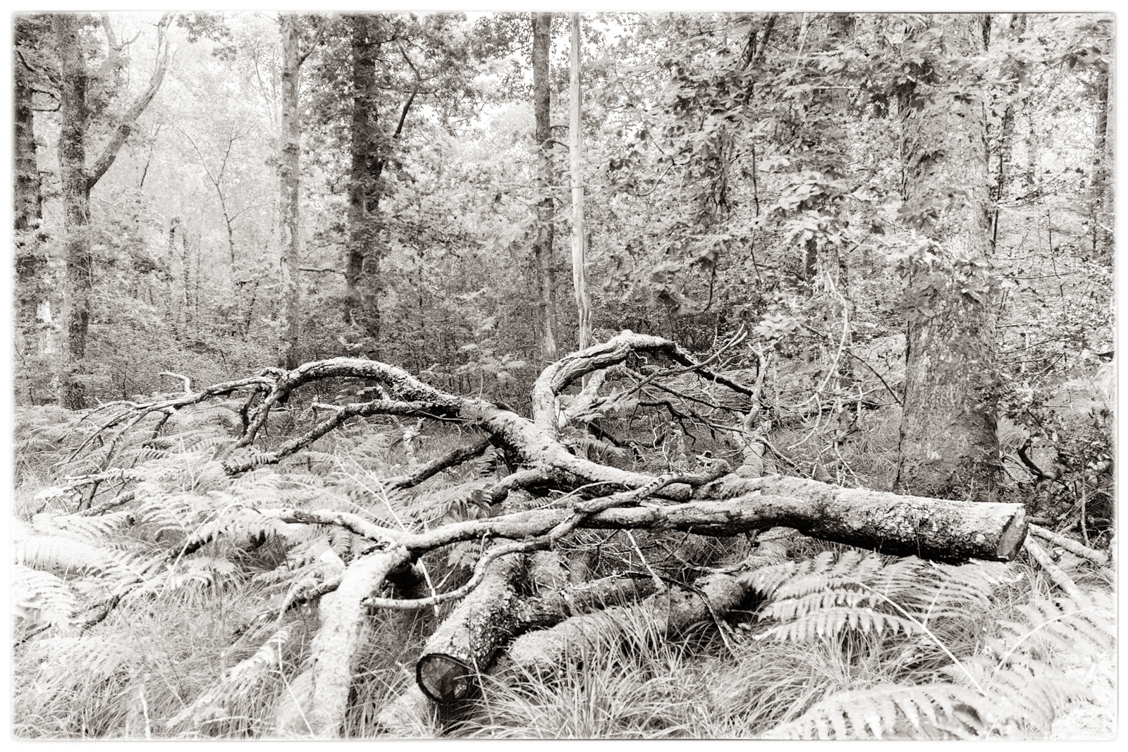 Nikon D7100 sample photo. Fallen tree photography