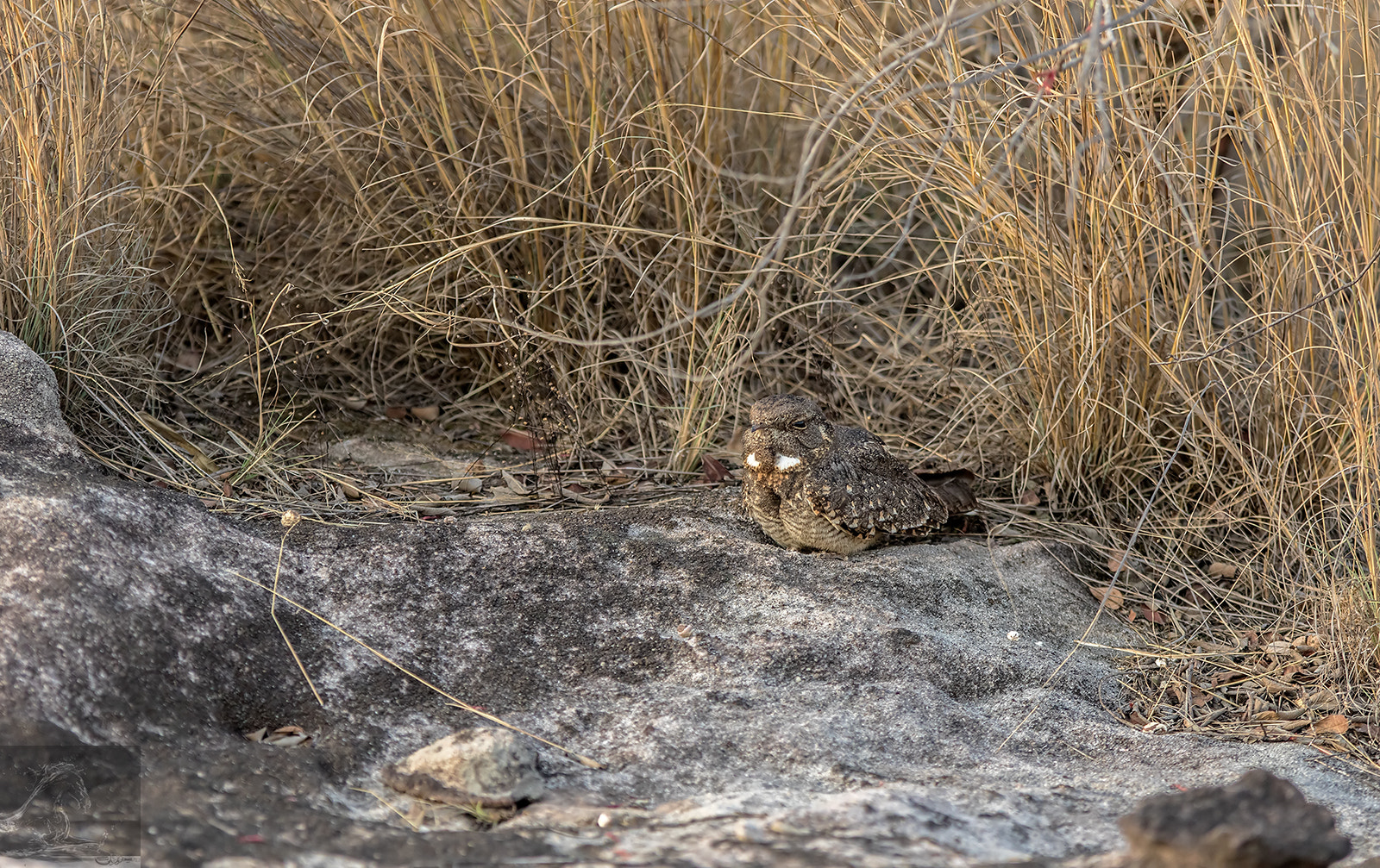 Canon EOS 7D Mark II + Canon EF 300mm F2.8L IS USM sample photo. Bandhavgarh 044 photography