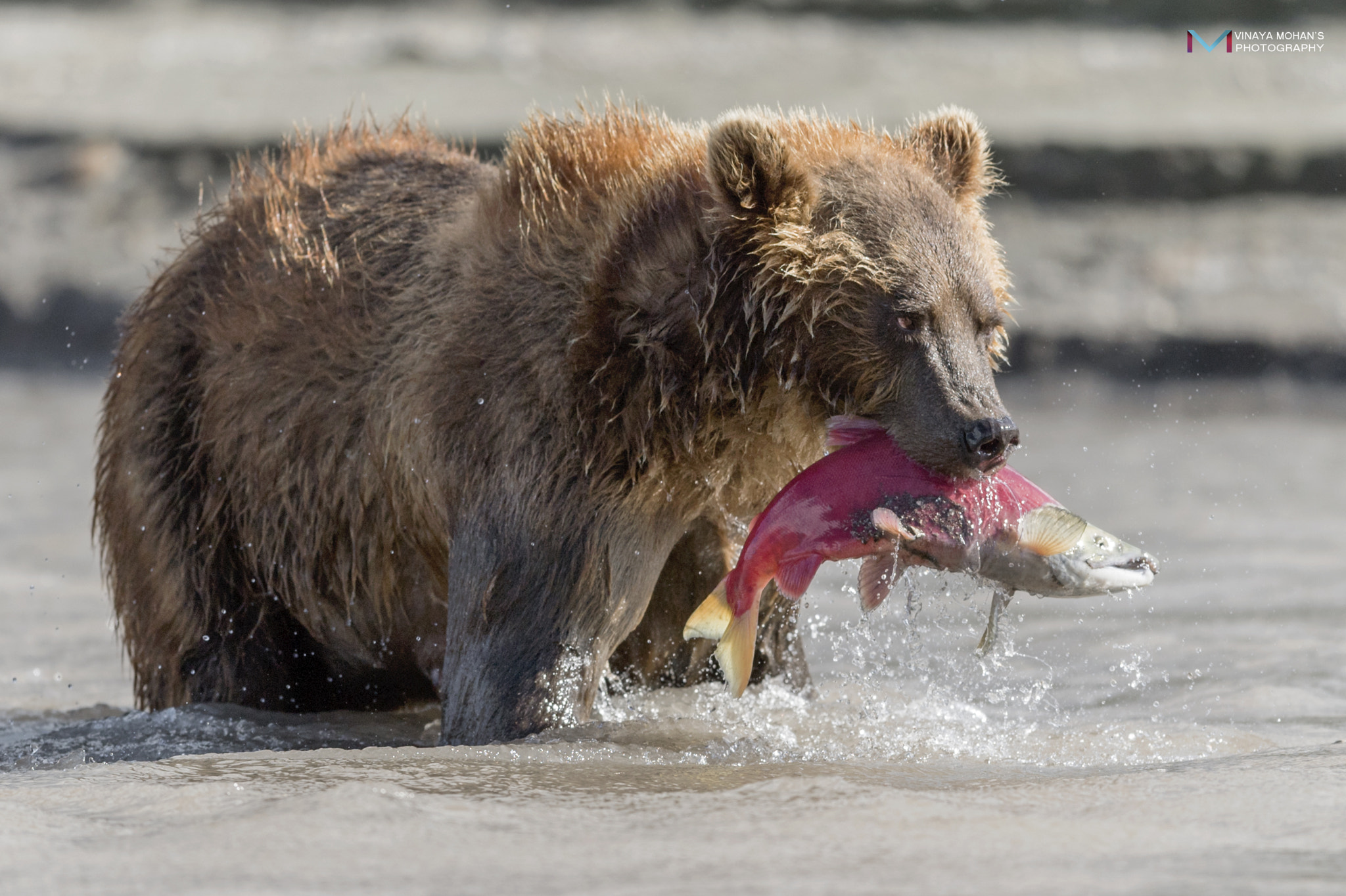 Nikon D5 sample photo. Bear photography