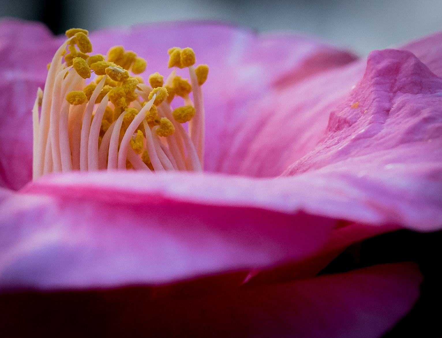 Sony a7 + Sony FE 90mm F2.8 Macro G OSS sample photo. Attracting power of nature photography