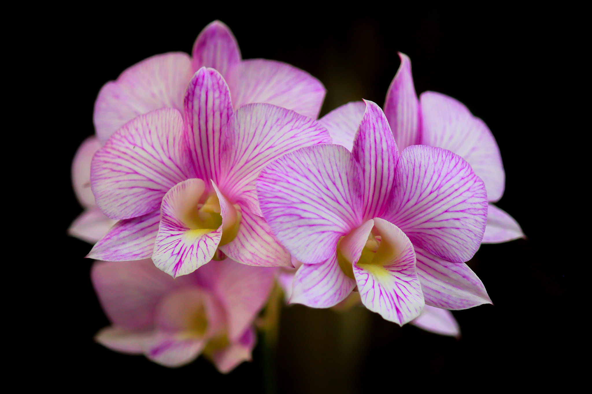 Canon EOS 550D (EOS Rebel T2i / EOS Kiss X4) sample photo. Orchids photography