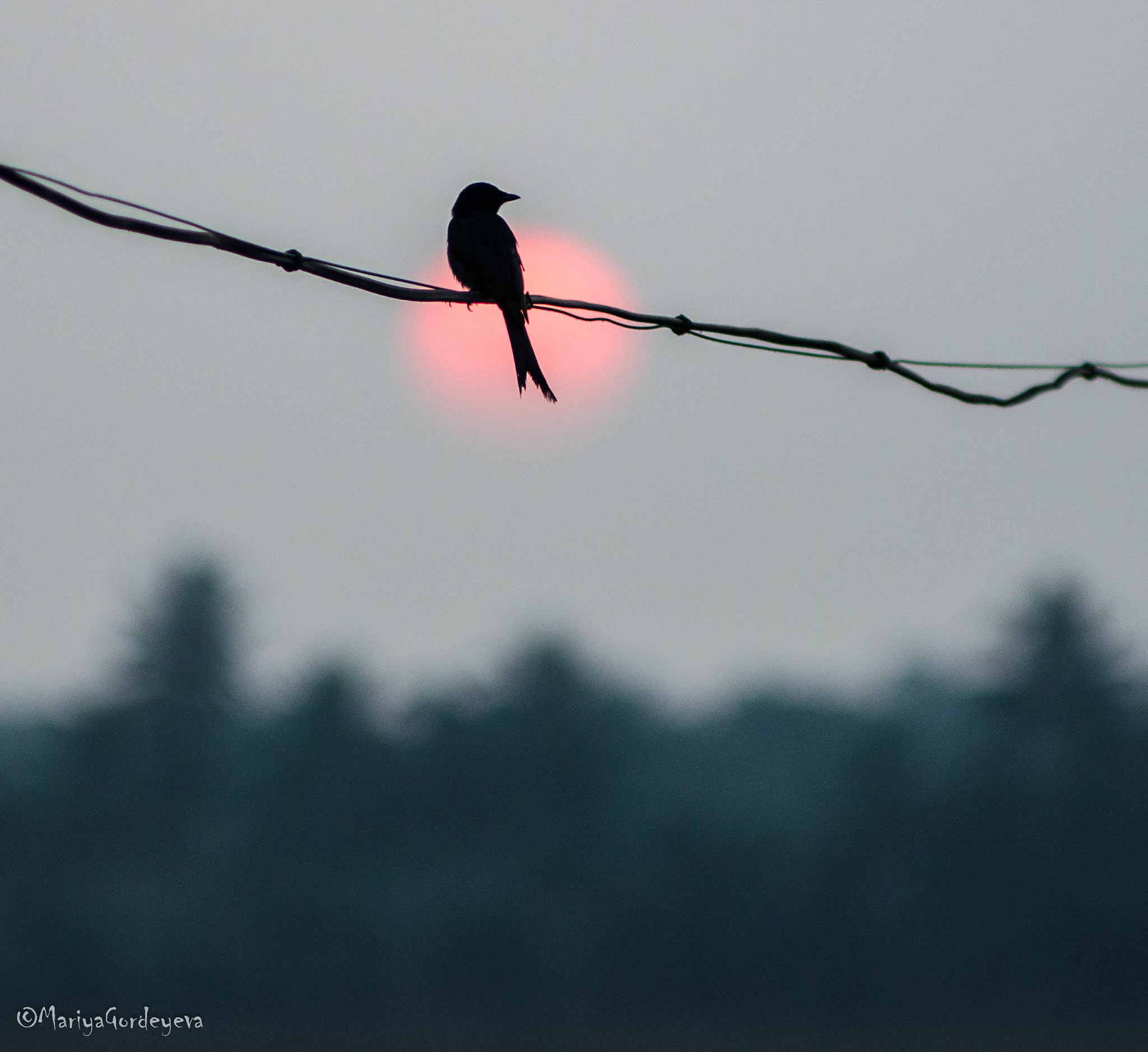 Nikon D7000 sample photo. Sunset bird photography