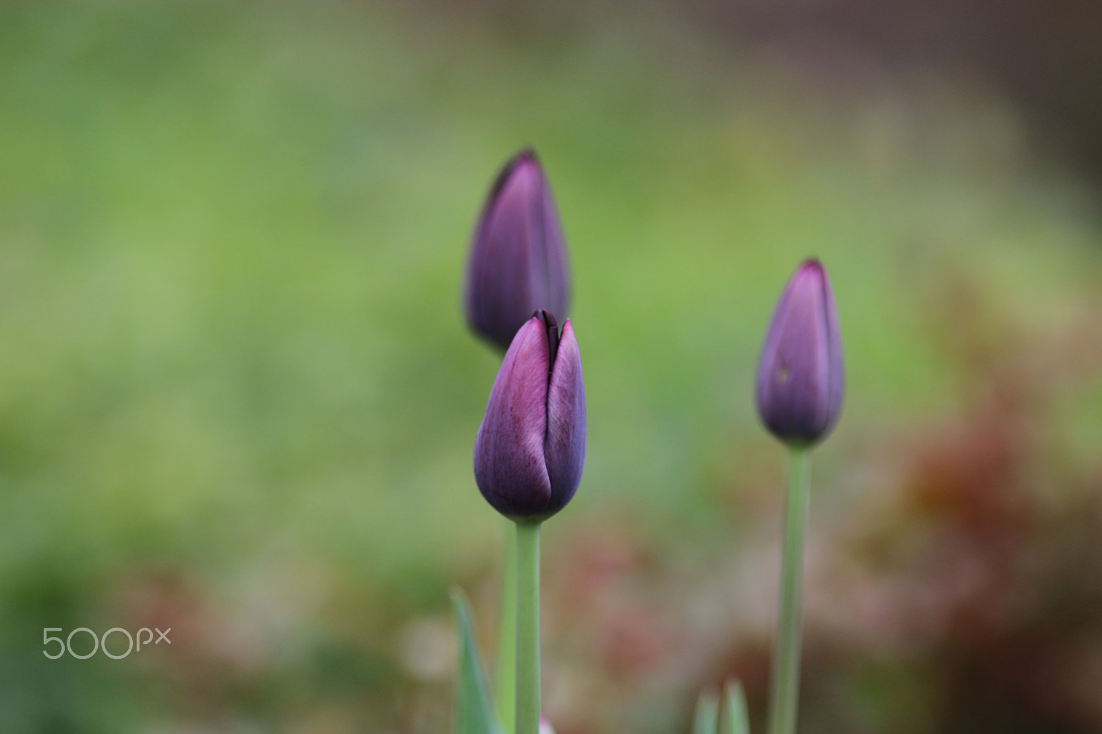 Canon EOS 70D + Canon EF 200mm F2.8L II USM sample photo. Three of a kind photography