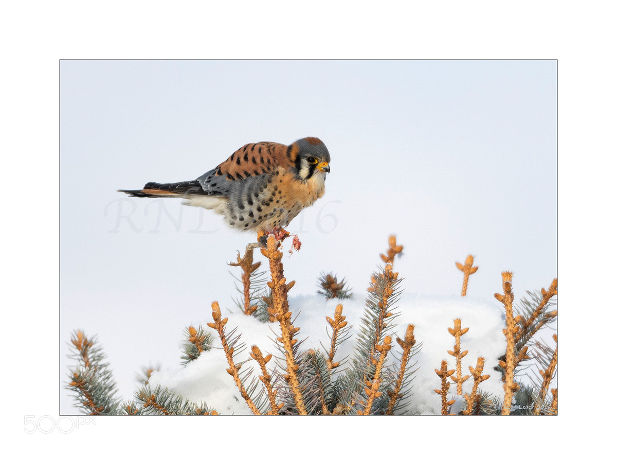 Nikon D500 sample photo. Male north american kestrel photography