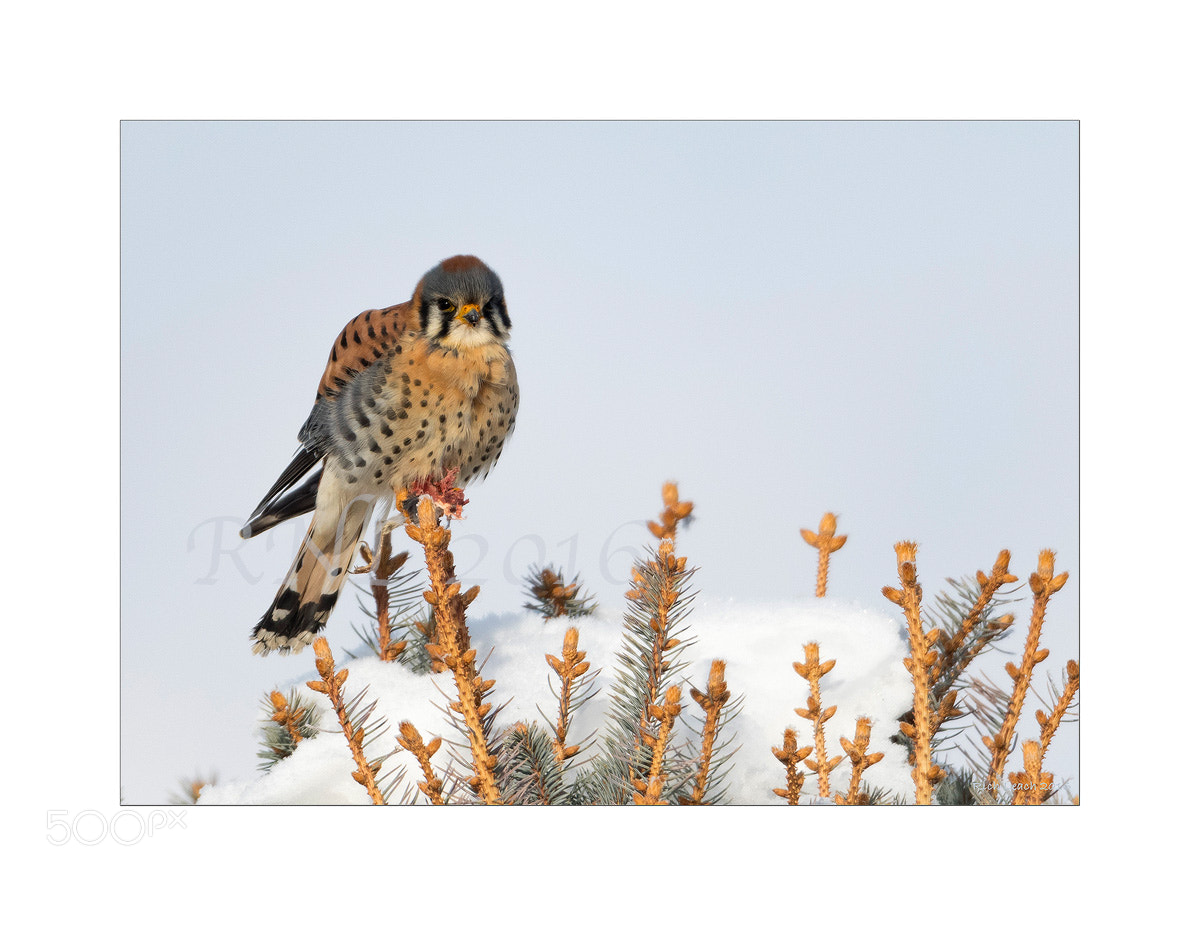 Nikon D500 + Nikon AF-S Nikkor 600mm F4G ED VR sample photo. Male north american kestrel photography