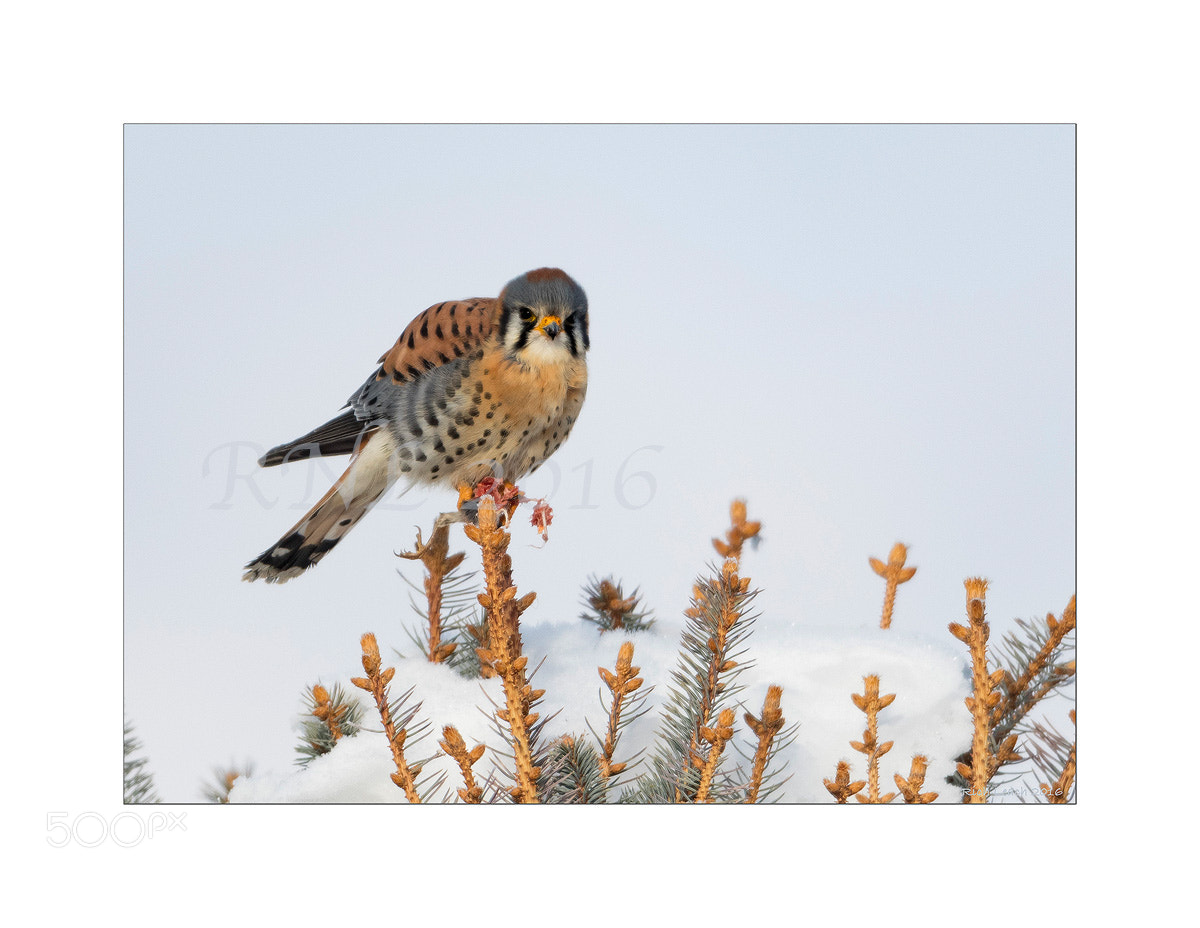 Nikon D500 sample photo. Male kestrel on prey photography