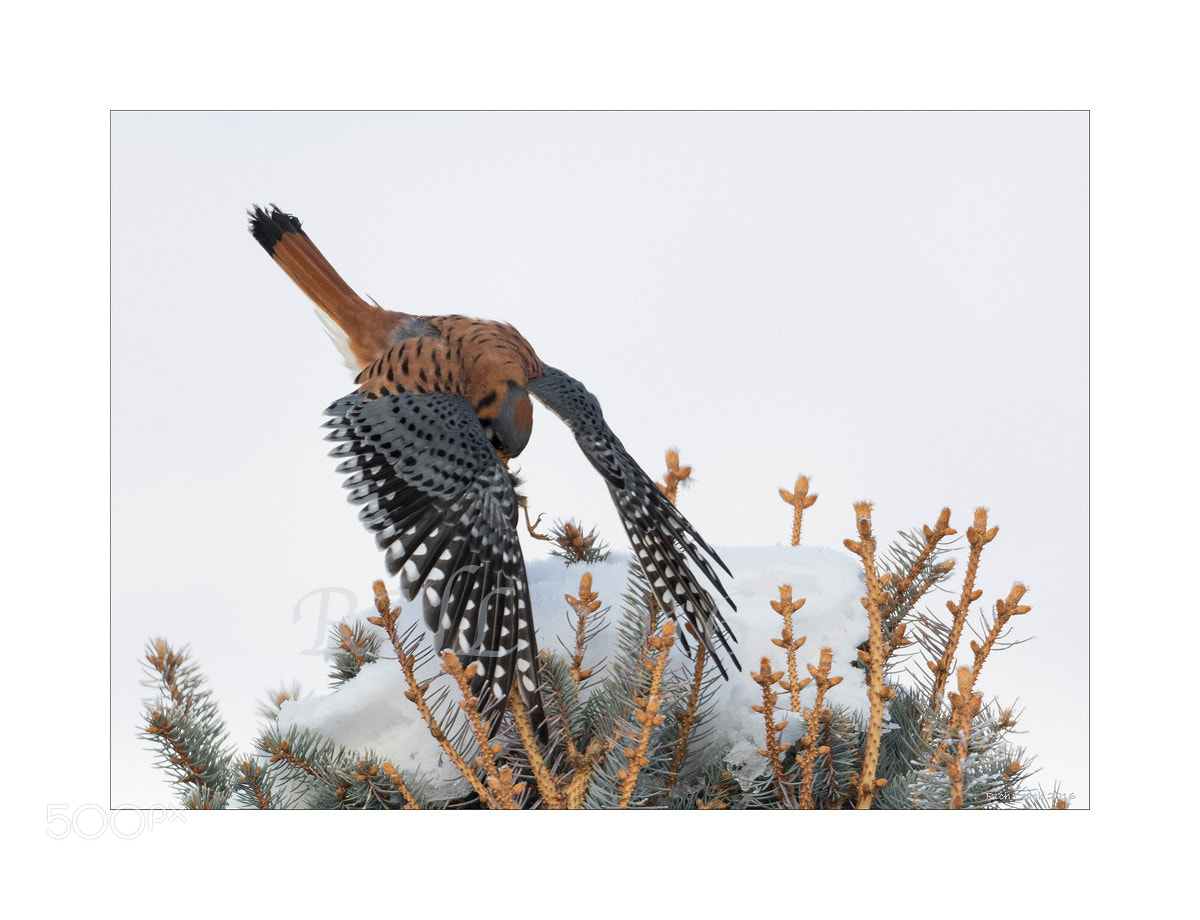 Nikon D500 + Nikon AF-S Nikkor 600mm F4G ED VR sample photo. Kestrel on prey in snow photography