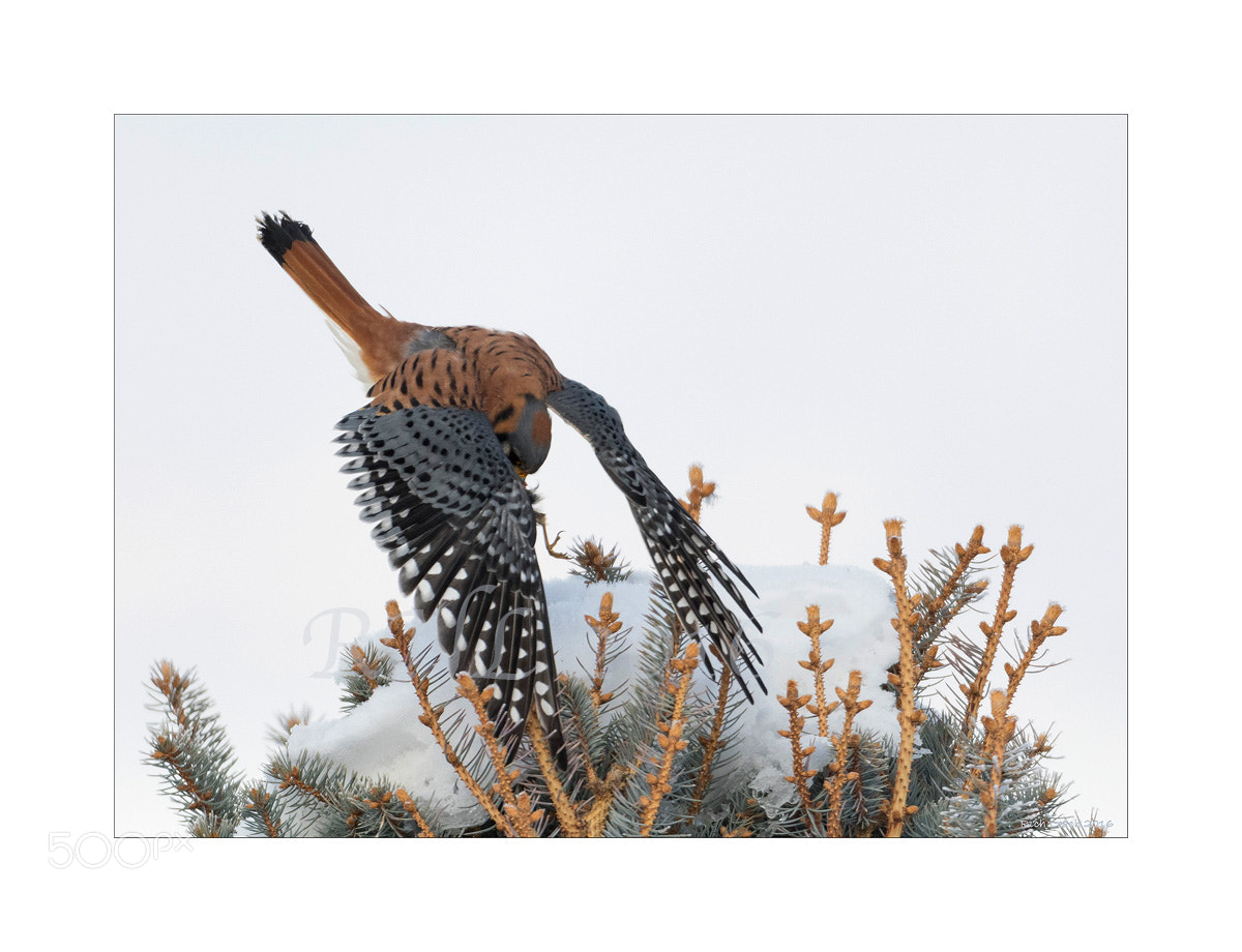 Nikon D500 sample photo. Kestrel on prey in snow photography