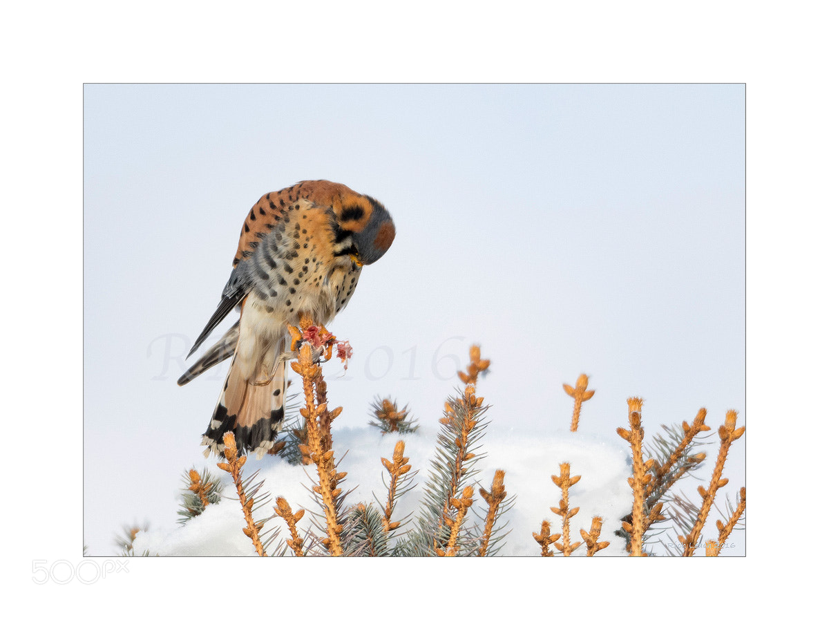 Nikon D500 + Nikon AF-S Nikkor 600mm F4G ED VR sample photo. Male north american kestrel photography
