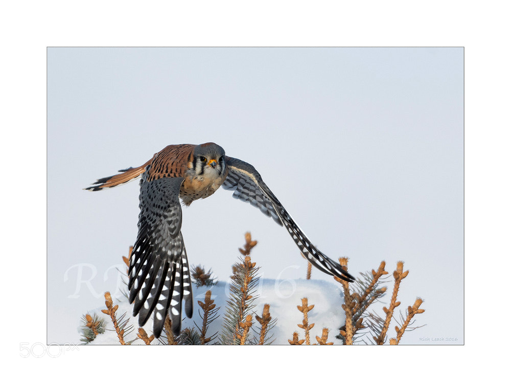 Nikon D500 + Nikon AF-S Nikkor 600mm F4G ED VR sample photo. North american kestrel male in flight photography