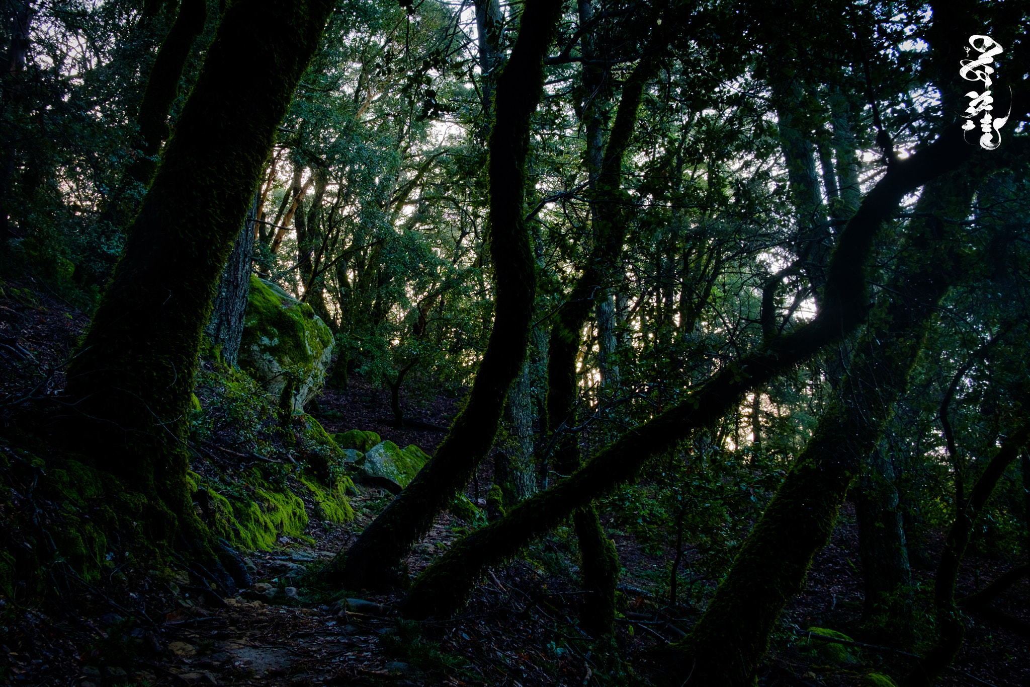 Fujifilm X-T1 + Fujifilm XF 18mm F2 R sample photo. Vanlife photography