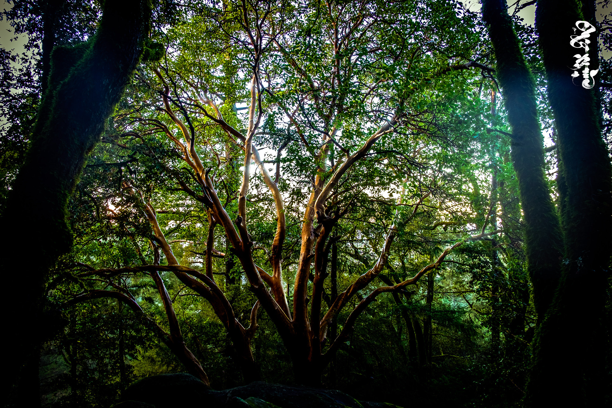 Fujifilm X-T1 + Fujifilm XF 18mm F2 R sample photo. Vanlife photography