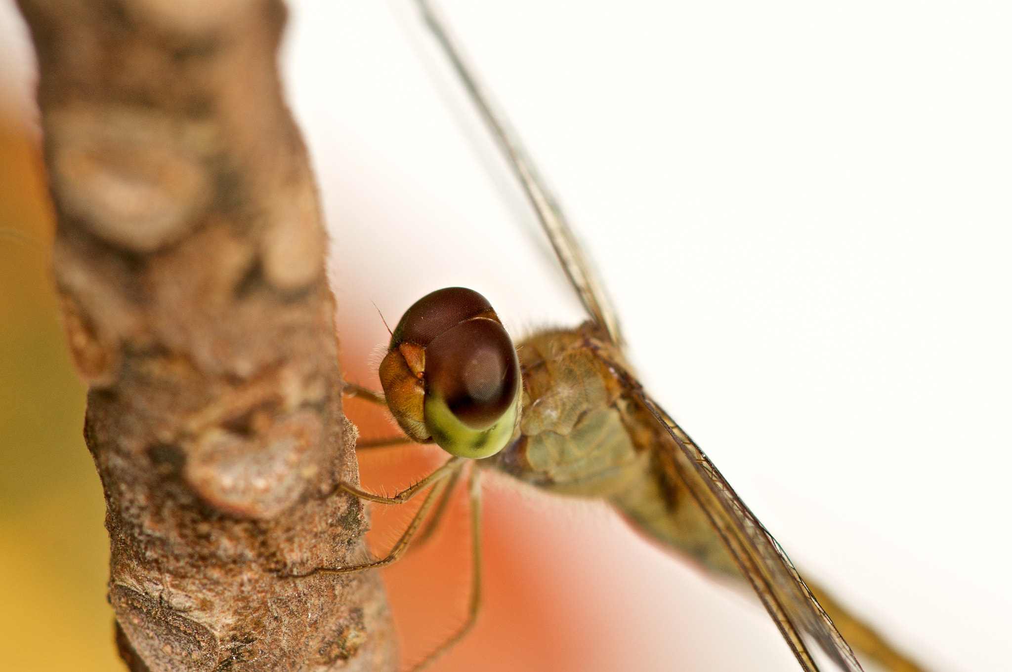 Sony Alpha NEX-5R + Sony 100mm F2.8 Macro sample photo. Head photography