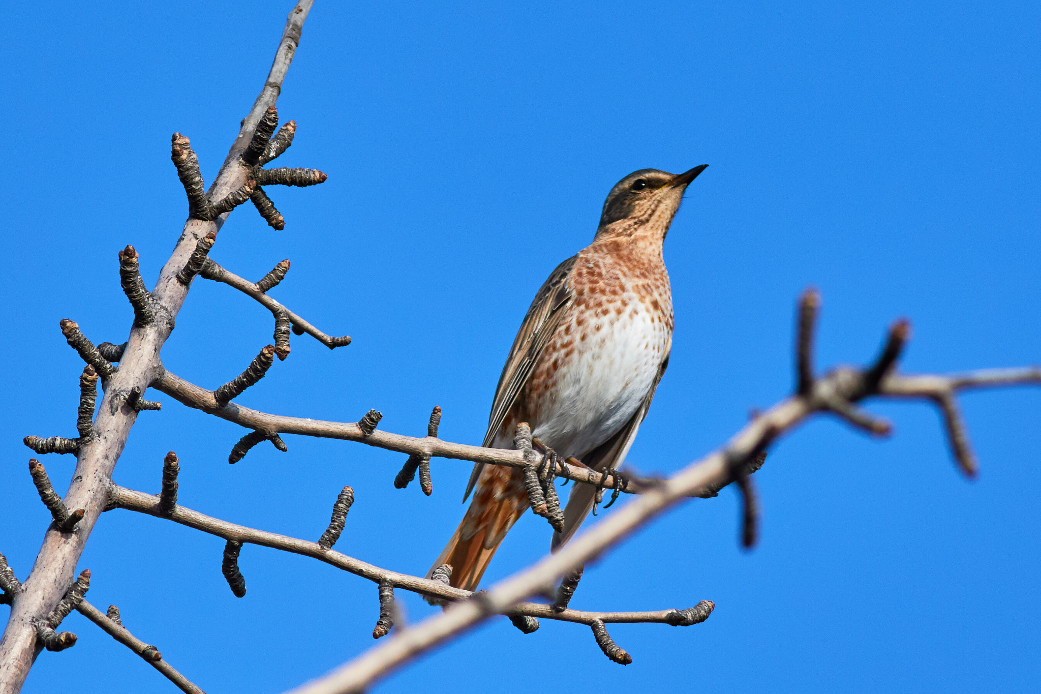 Canon EOS 7D Mark II + Canon EF 400mm F5.6L USM sample photo. Naumann's thrush photography