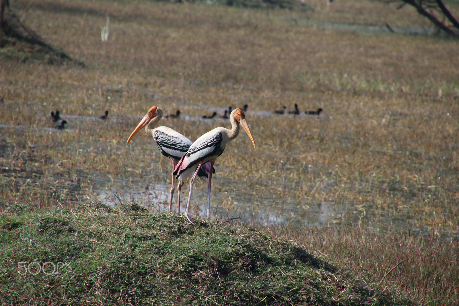 Canon EOS 80D sample photo. Painted stork photography