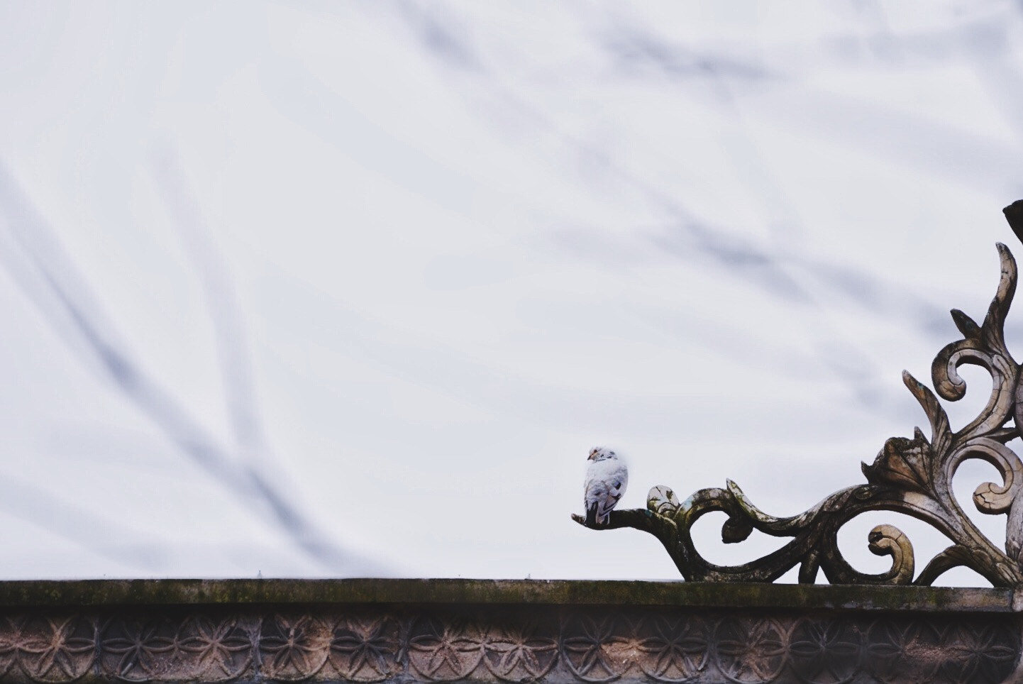 Sony FE 70-200mm F4 G OSS sample photo. 不期而遇～ photography