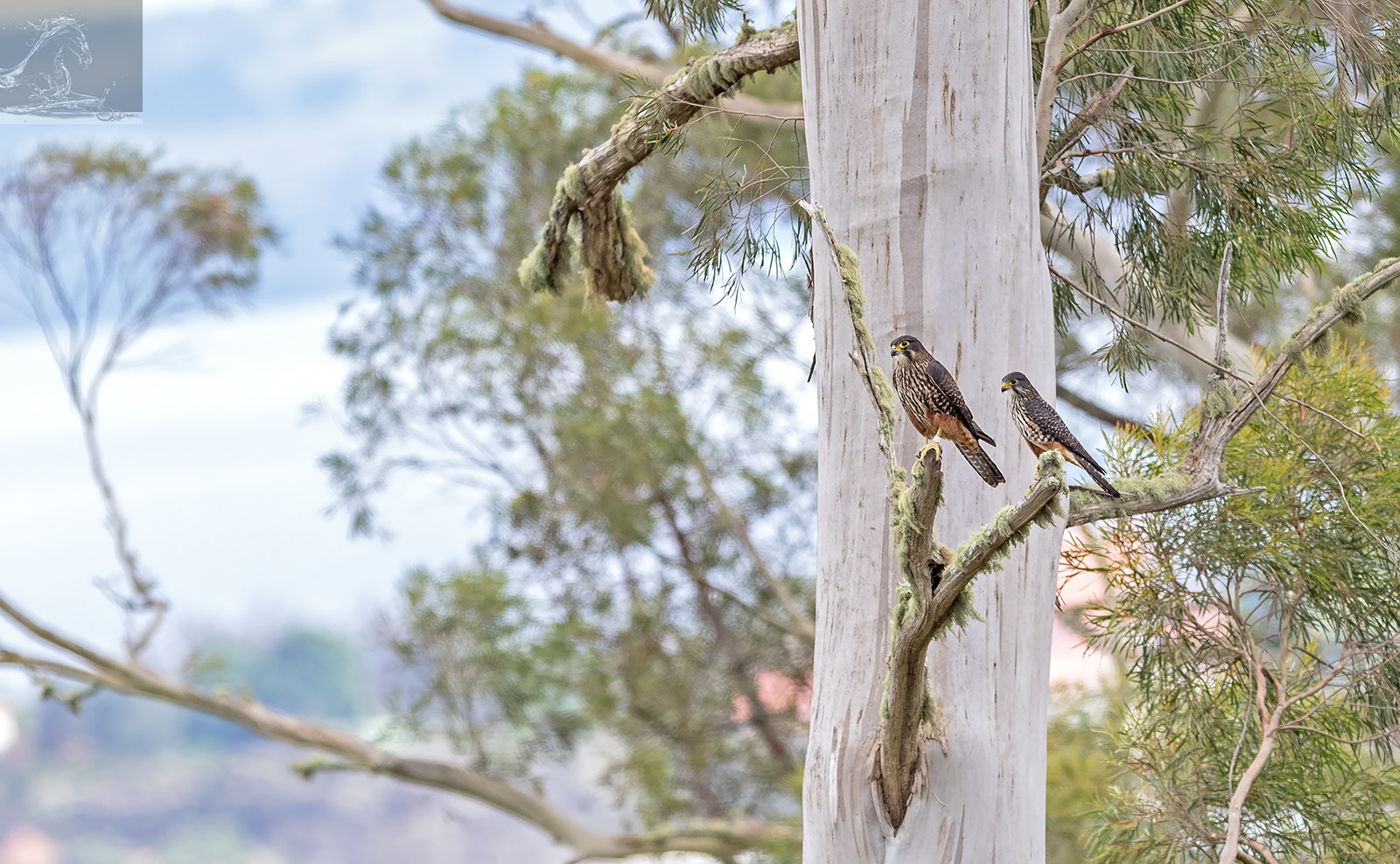 Canon EOS 7D Mark II + Canon EF 300mm F2.8L IS USM sample photo. Kārearea 89 photography