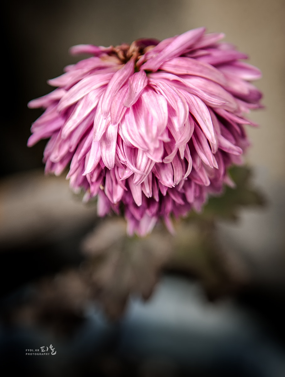 Canon EOS 400D (EOS Digital Rebel XTi / EOS Kiss Digital X) sample photo. Withering season of chrysanthemum photography