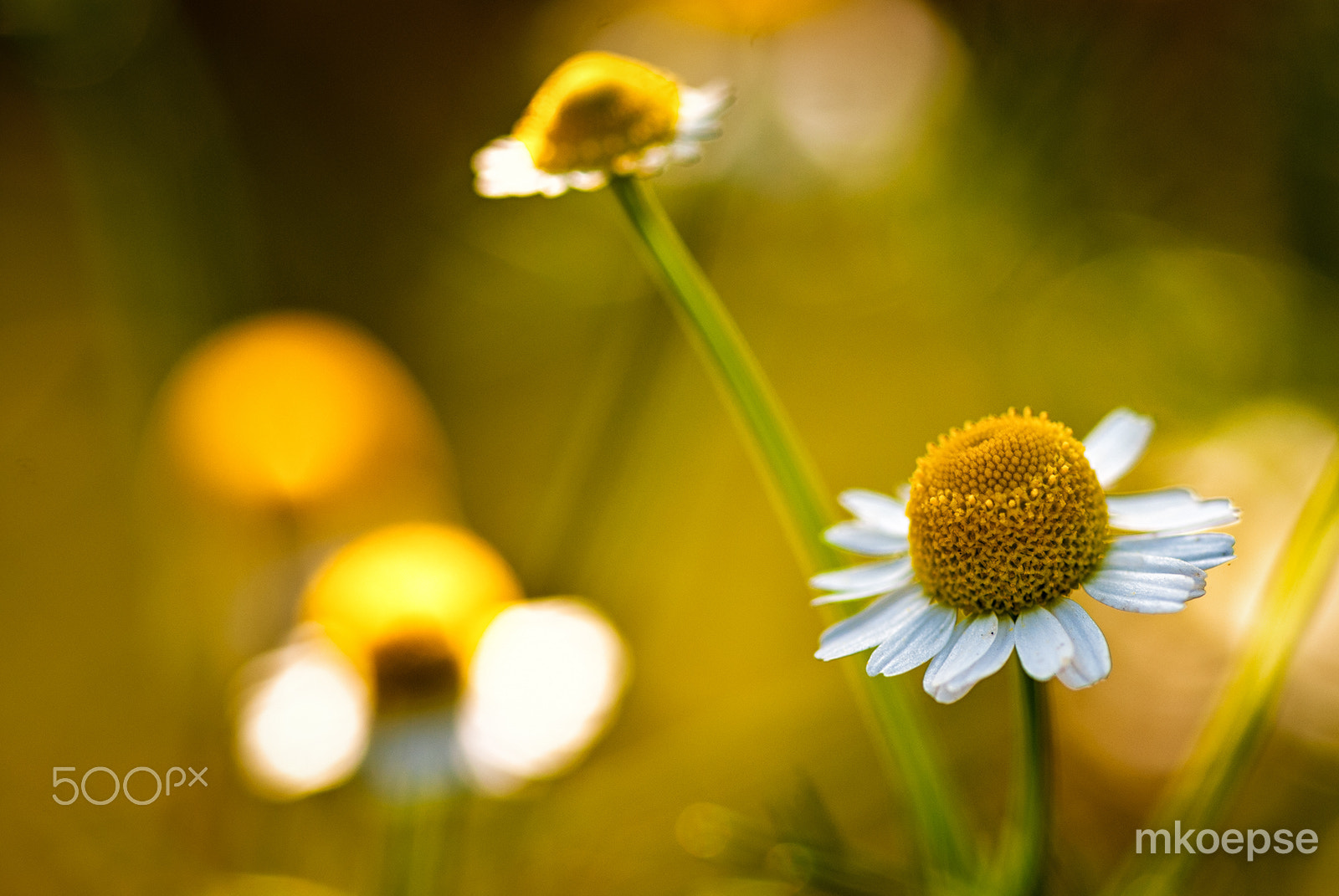 Nikon AF-S Micro-Nikkor 105mm F2.8G IF-ED VR sample photo. Camomile photography