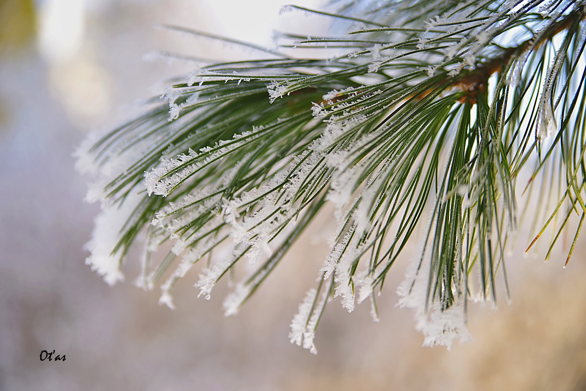 Pentax K-1 + Tamron AF 28-75mm F2.8 XR Di LD Aspherical (IF) sample photo. Pine photography