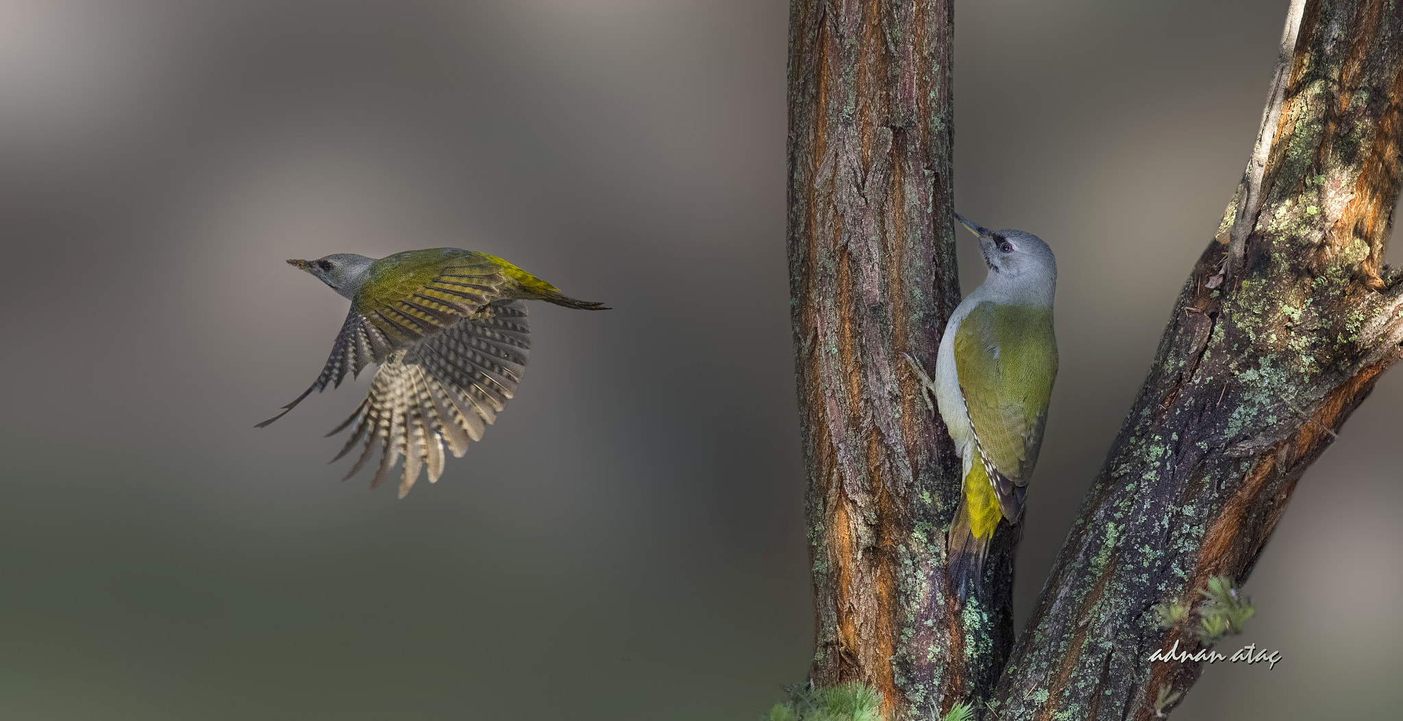 Nikon D5 sample photo. Küçük yeşil ağaçkakan - grey headed woodpecker - picus canus photography