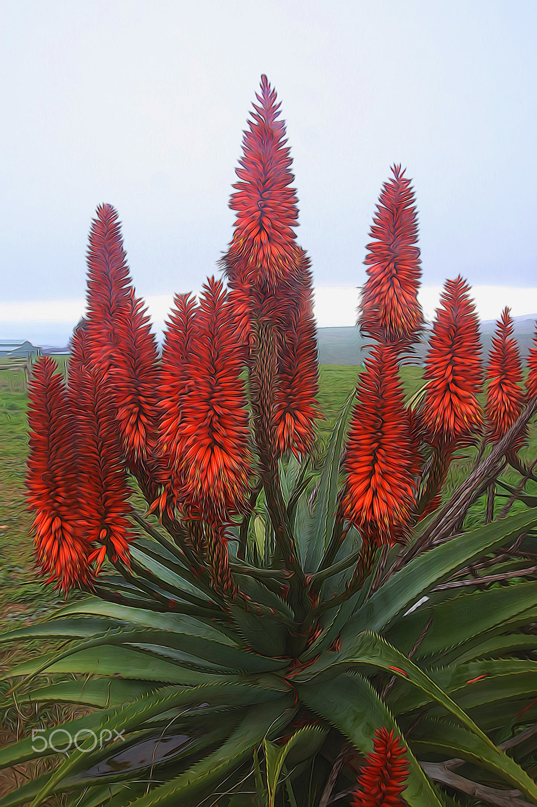 Sigma 24-105mm f/4 DG OS HSM | A sample photo. Aloe photography
