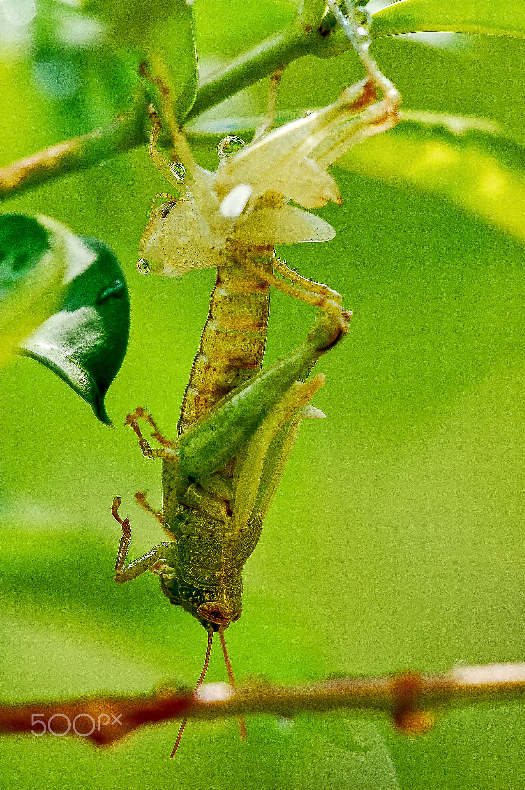 Sigma 150mm F2.8 EX DG Macro HSM sample photo. Locust photography