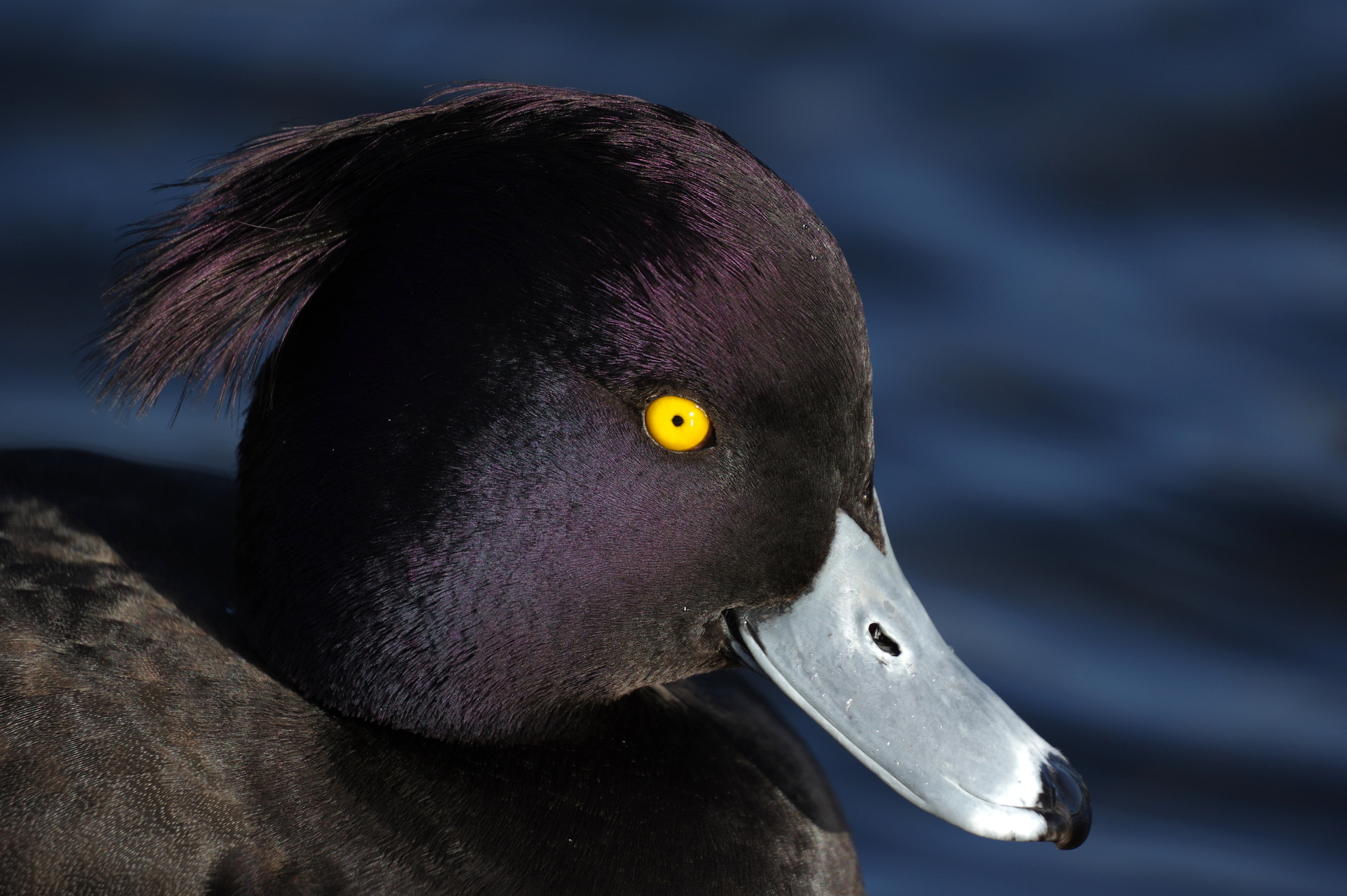 Pentax K-3 II sample photo. A portrait of tufted photography