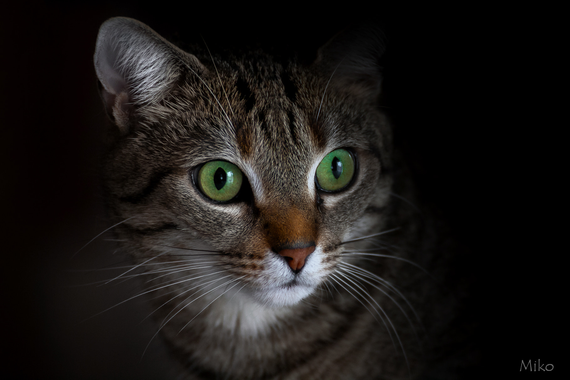 Tamron SP 35mm F1.8 Di VC USD sample photo. Miko photography