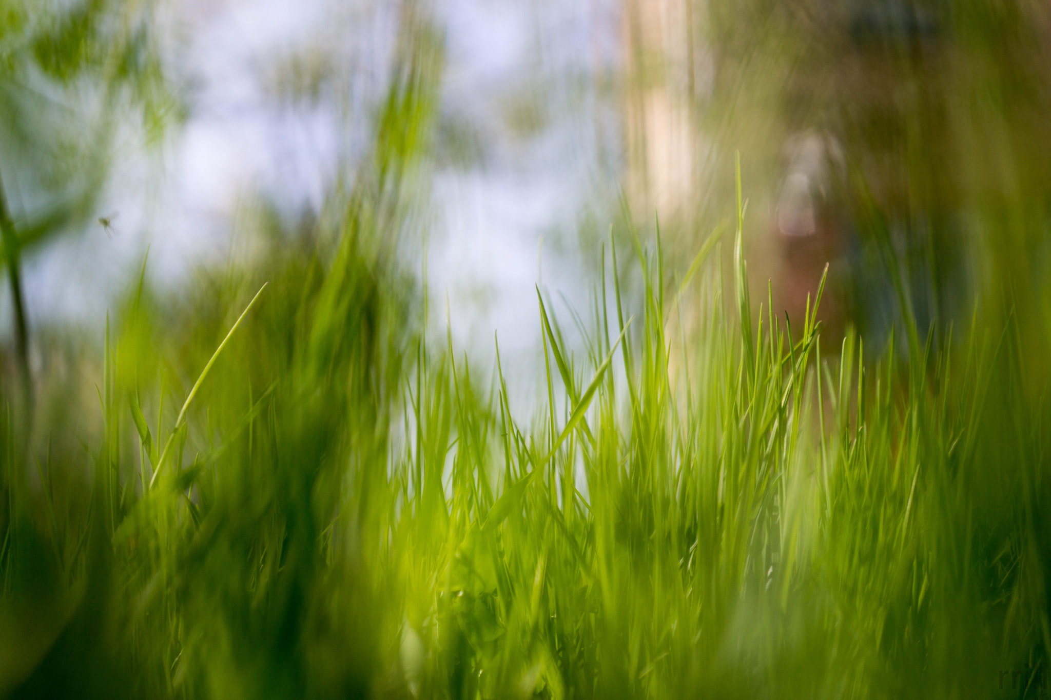 Sony SLT-A77 sample photo. Grass photography