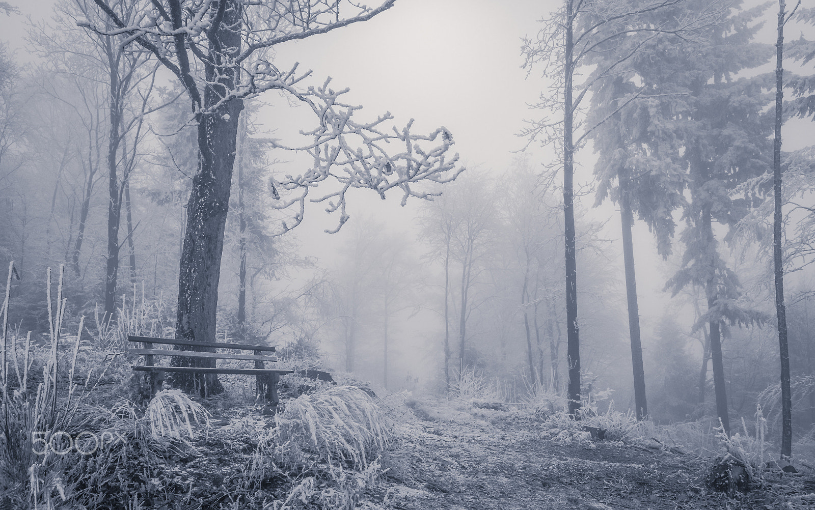 Nikon D500 sample photo. Gefrorener nebel photography