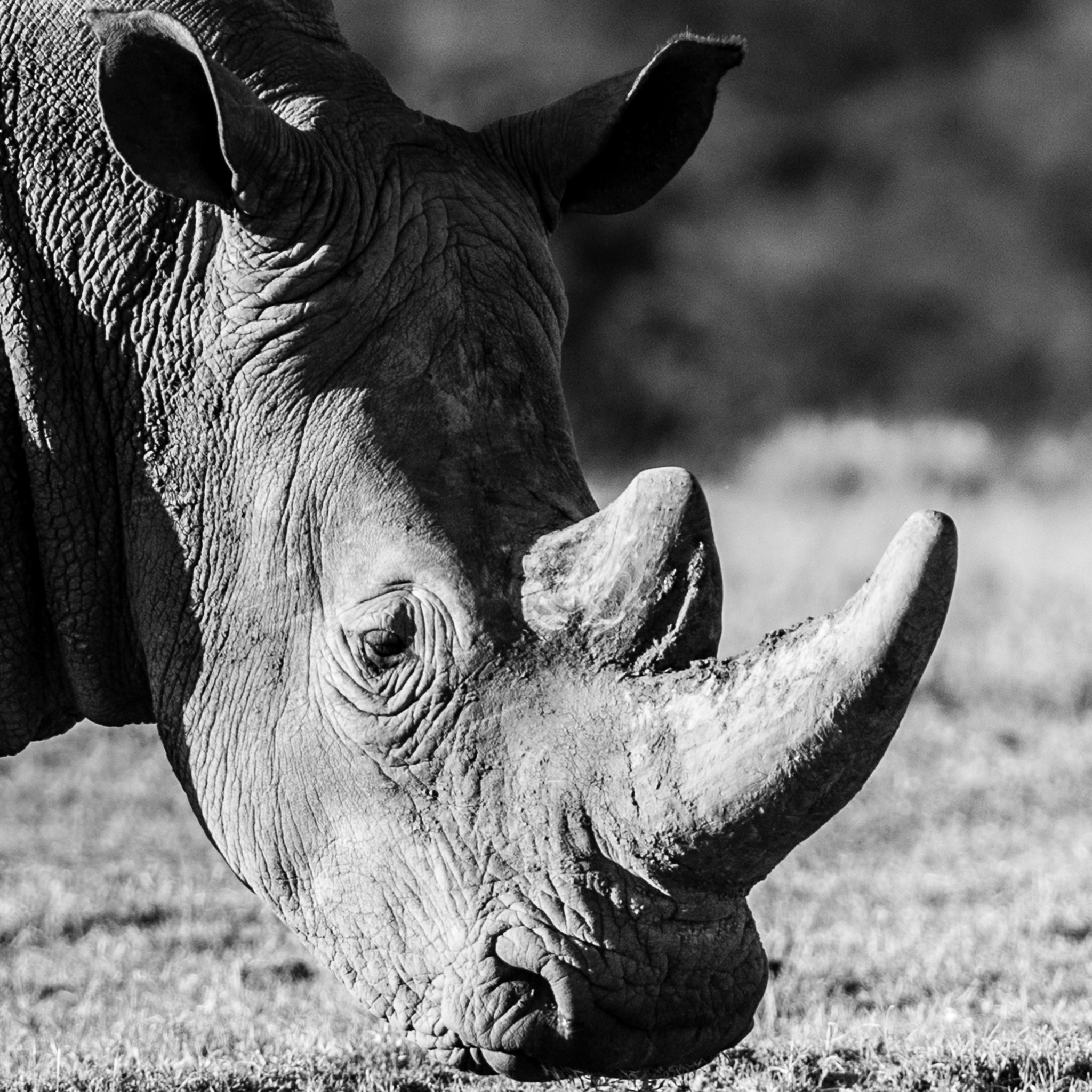 Nikon D800 sample photo. Portrait of a white rhino photography