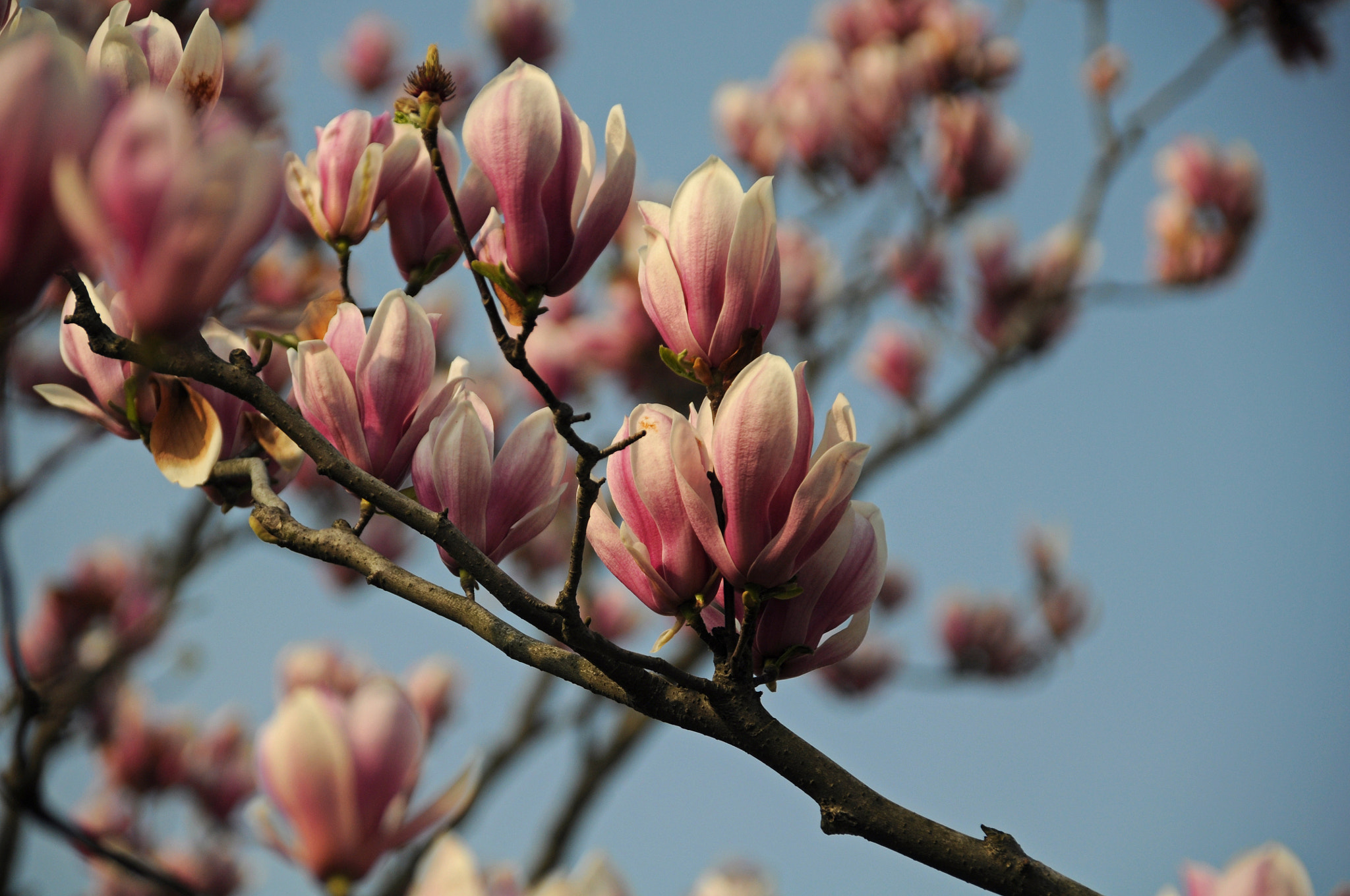 Nikon D90 sample photo. Spring blossoms, century park photography