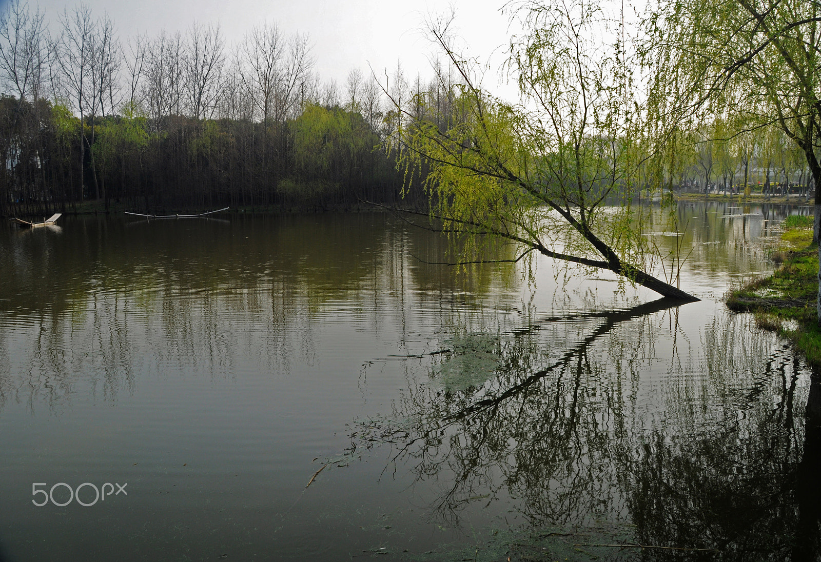 Nikon D90 + Sigma 18-200mm F3.5-6.3 DC OS HSM sample photo. Serenity of century park photography