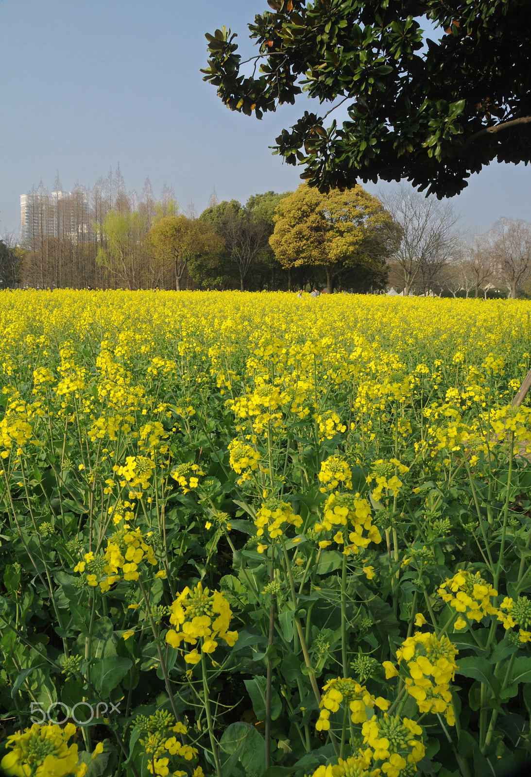 Nikon D90 sample photo. Century park springtime photography