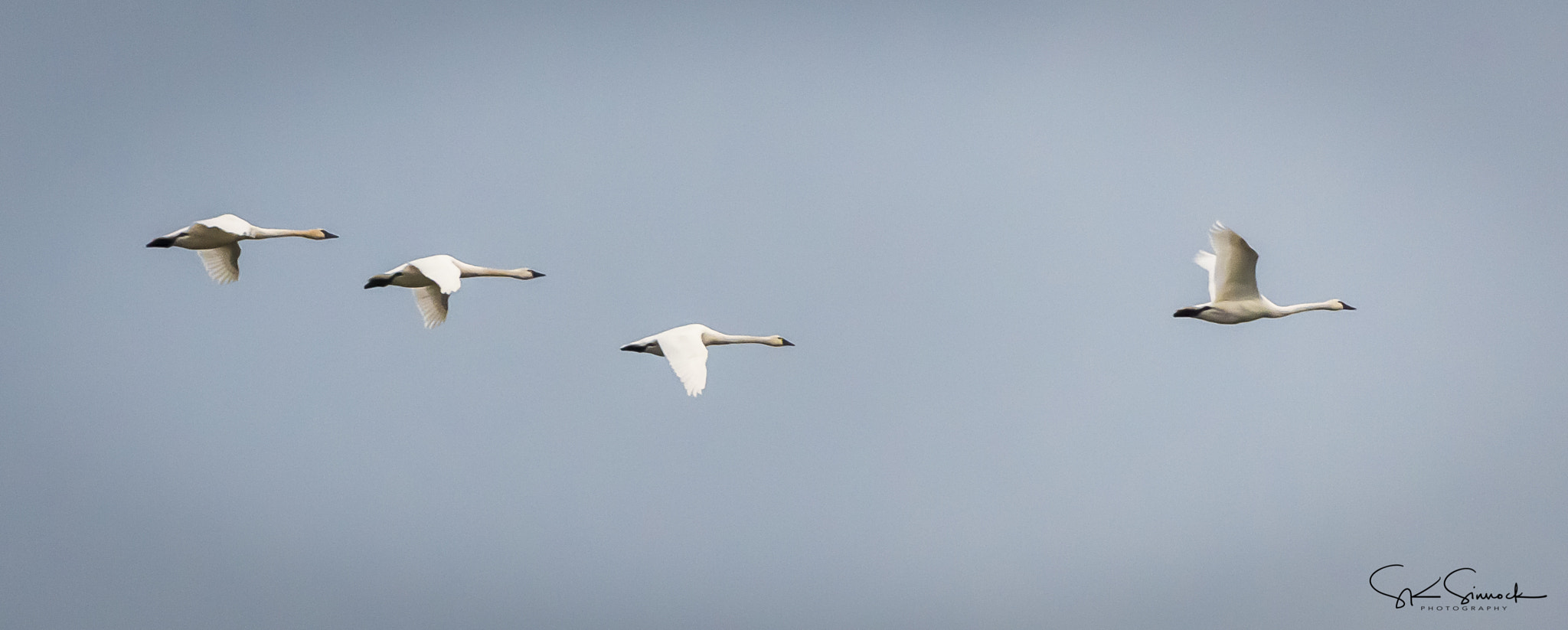 Nikon D800 sample photo. Tundra swans photography
