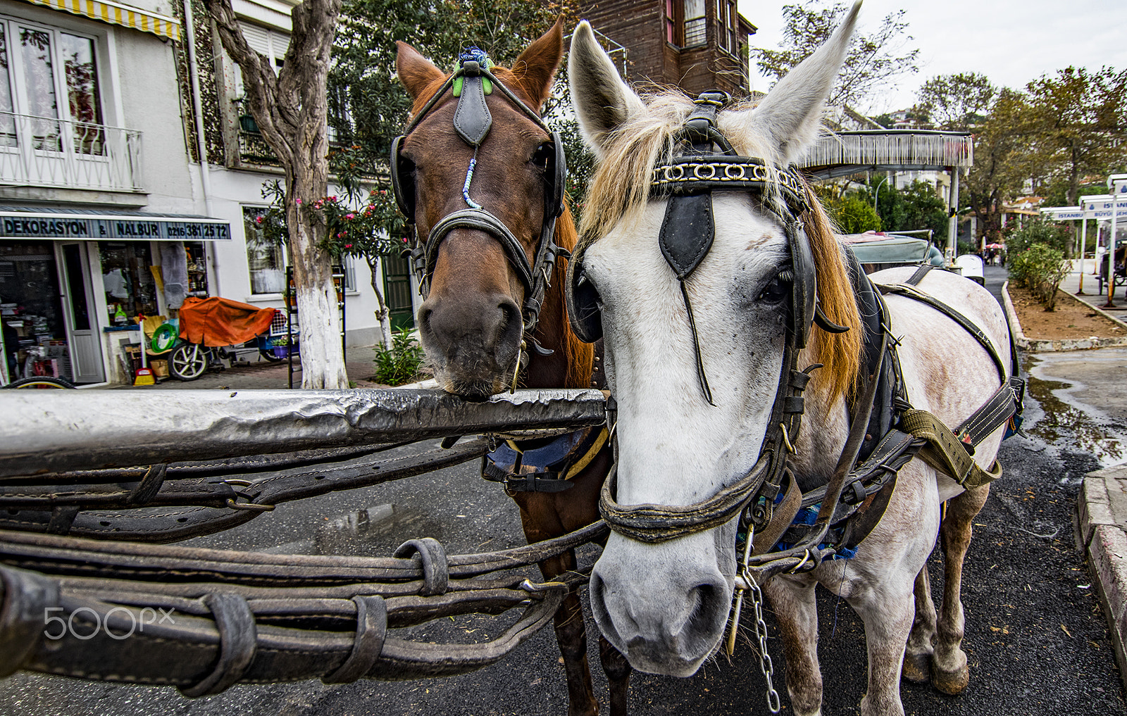 Pentax K-3 II + Pentax smc DA 12-24mm F4.0 ED AL (IF) sample photo. Veteran horses photography