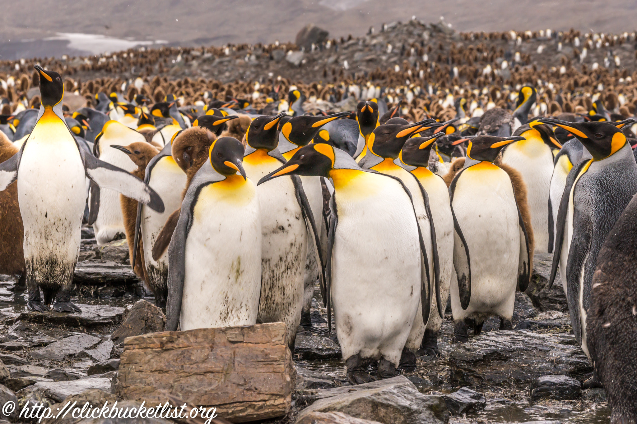 Sony 70-300mm F4.5-5.6 G SSM sample photo. A colony of king penguins photography