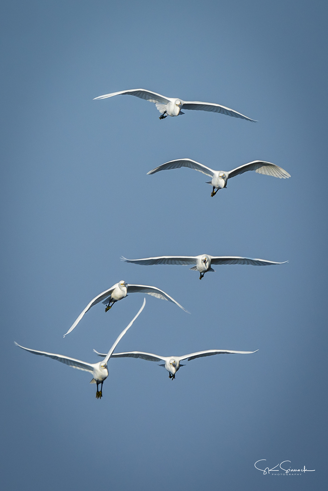 Nikon D800 sample photo. Showy egrets photography