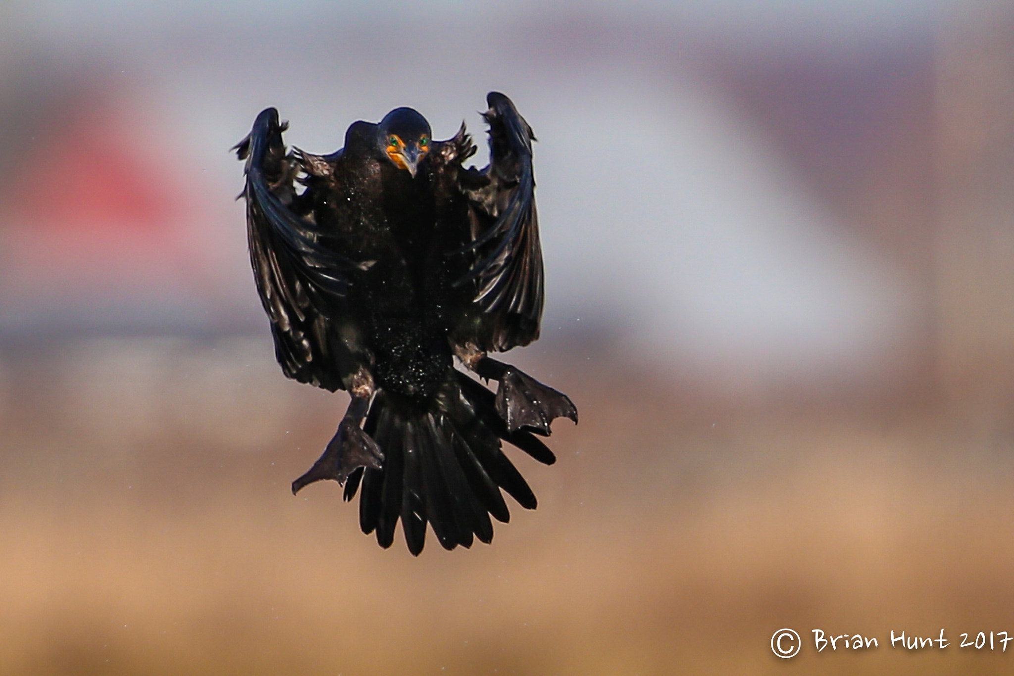 Canon EF 500mm F4L IS II USM sample photo. "cannonball!" photography