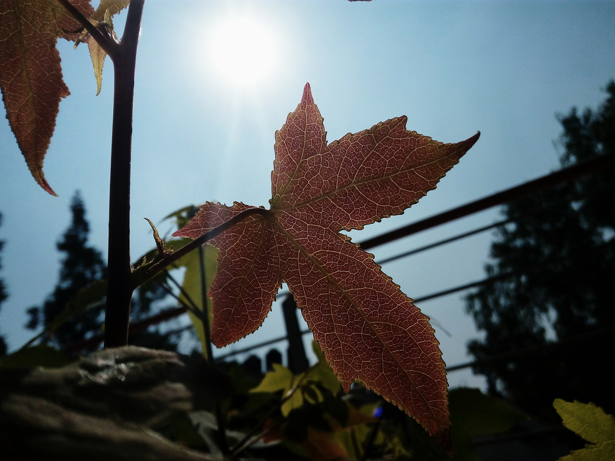 HUAWEI GR3 sample photo