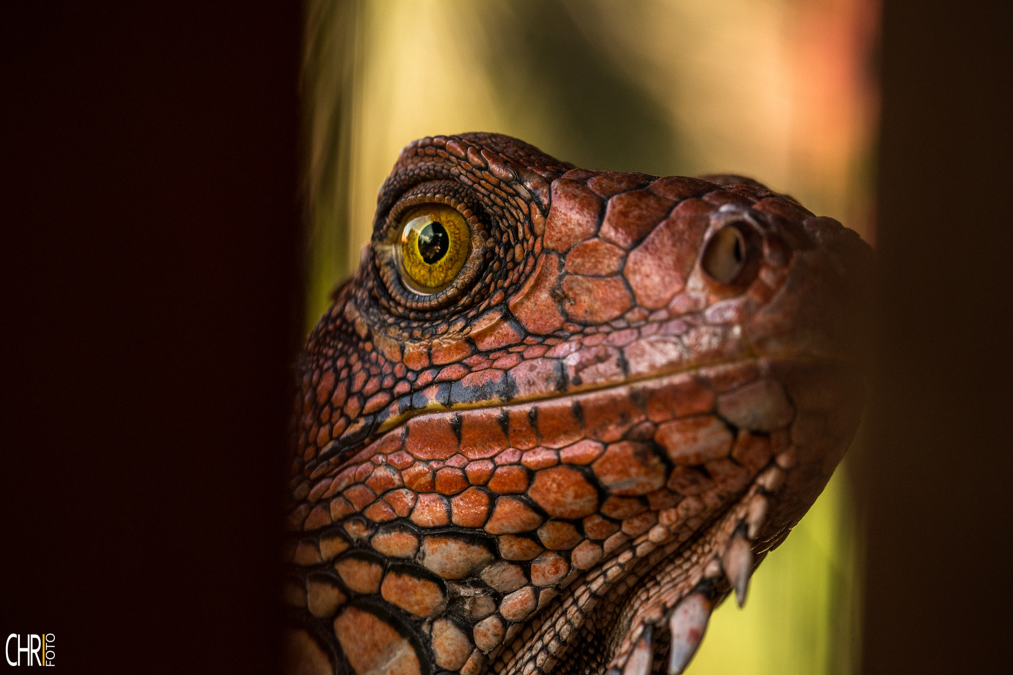 Sigma 105mm F2.8 EX DG OS HSM sample photo. Jurassic iguana photography