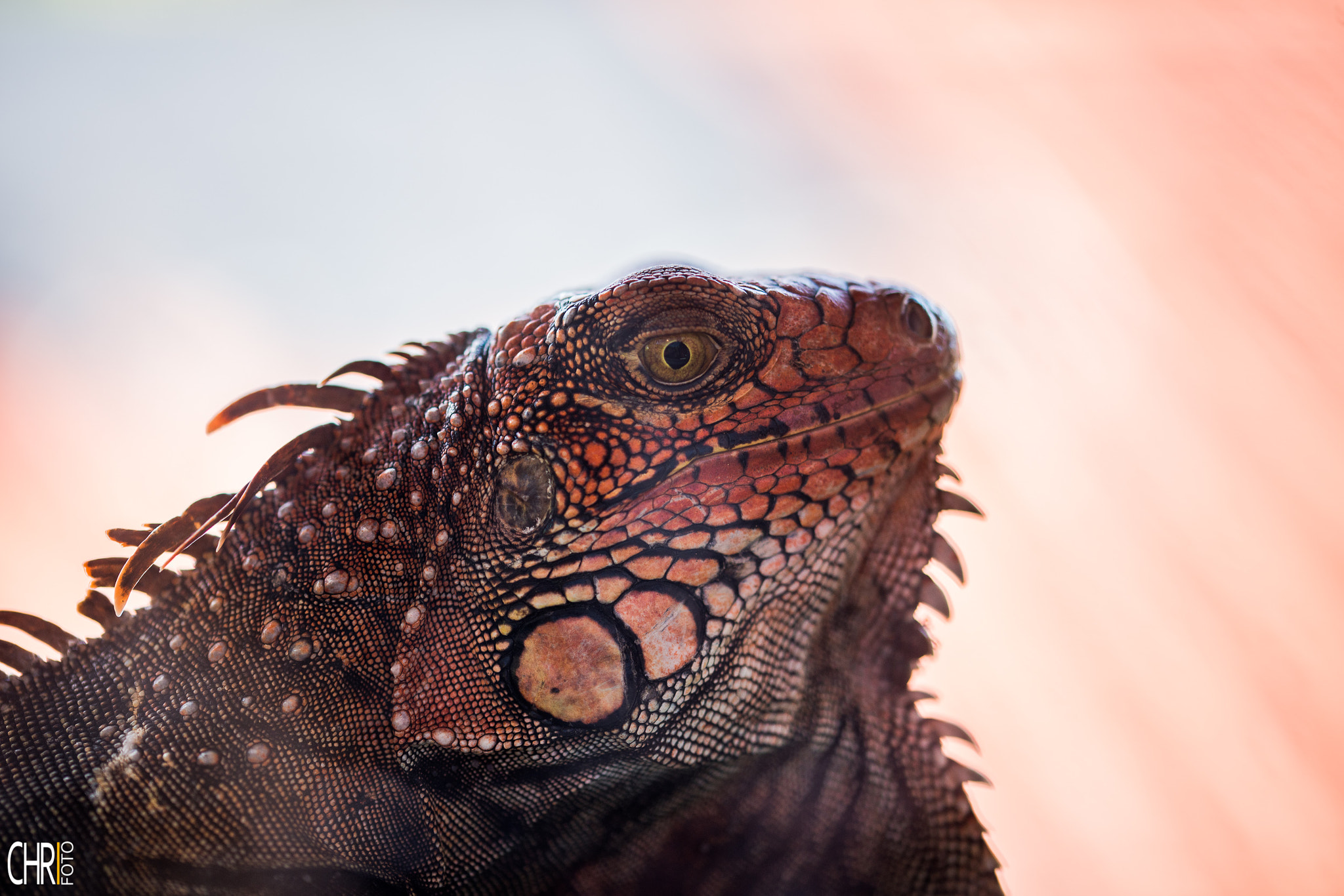 Sigma 105mm F2.8 EX DG OS HSM sample photo. Jurassic iguana photography