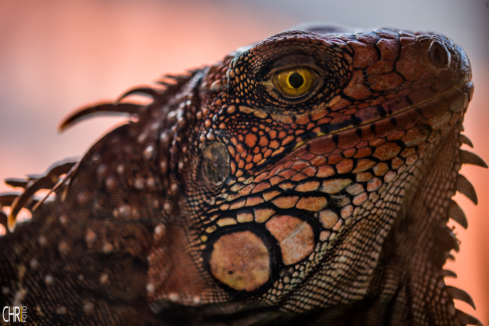 Sigma 105mm F2.8 EX DG OS HSM sample photo. Jurassic iguana photography