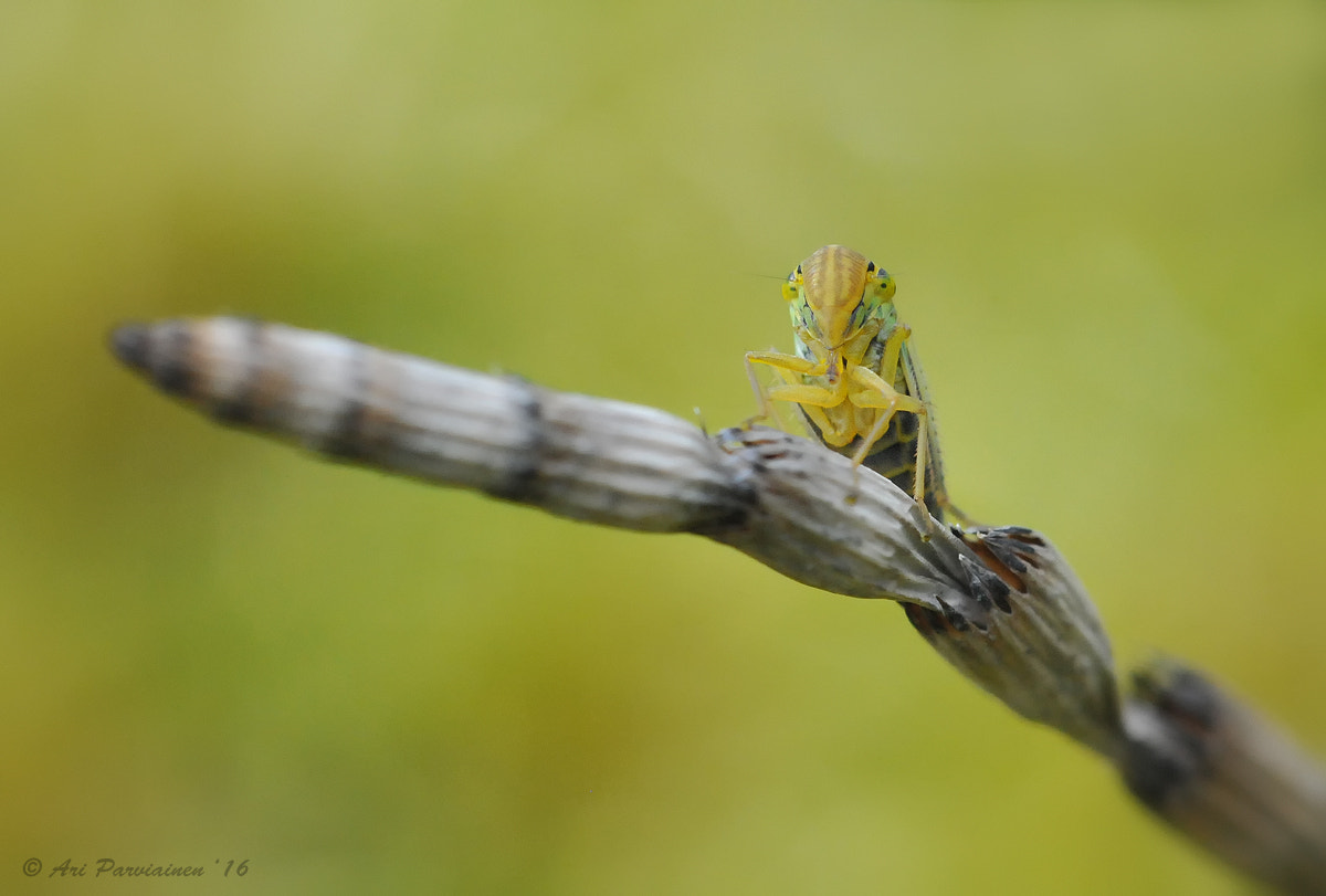 Nikon D300S sample photo. Green leafhopper (cicadella viridis) photography
