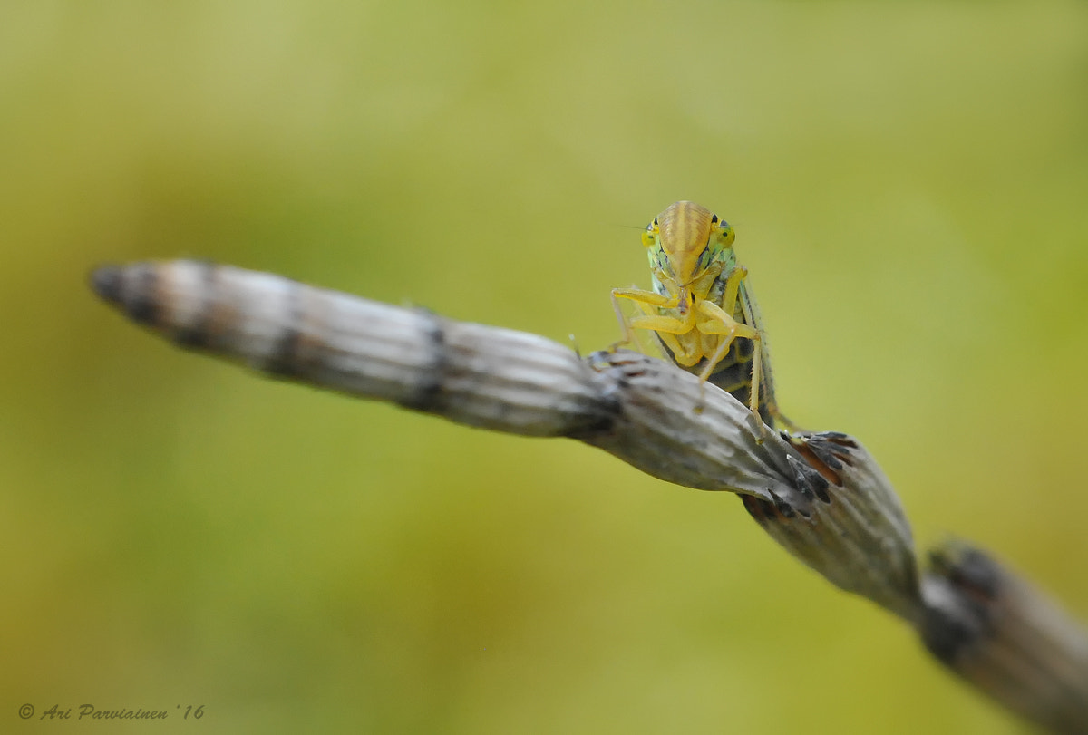 Sigma 150mm F2.8 EX DG OS Macro HSM sample photo. Green leafhopper (cicadella viridis) photography