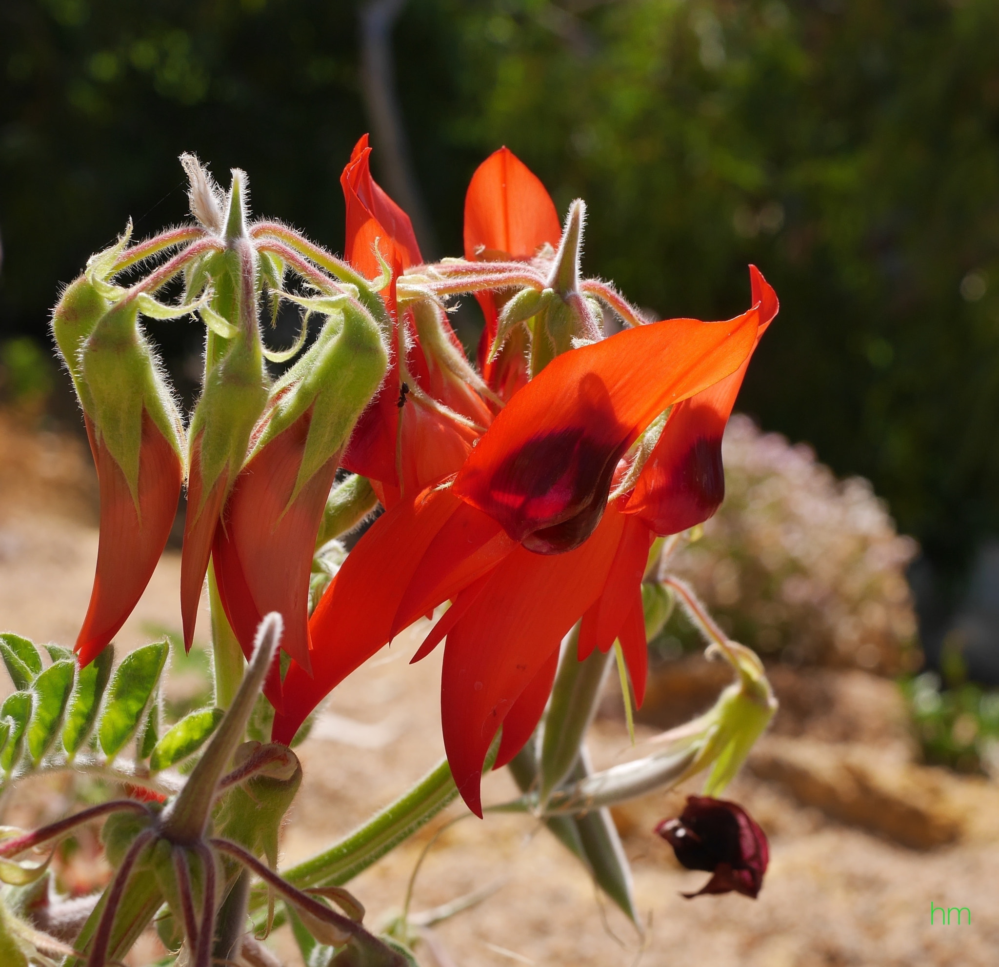 Panasonic Lumix DMC-GX7 + Panasonic Lumix G Macro 30mm F2.8 ASPH Mega OIS sample photo. Sturt's desert pea photography